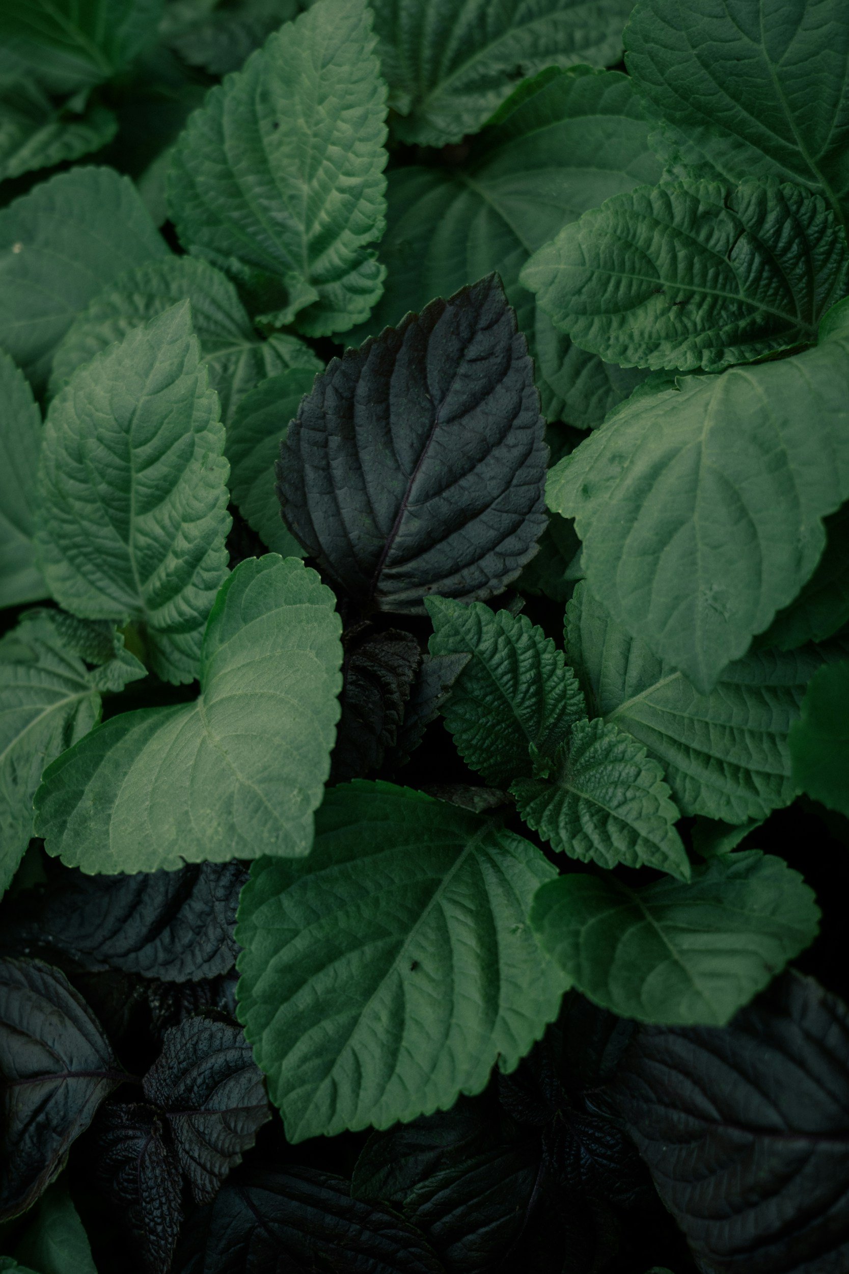 shiso leaves