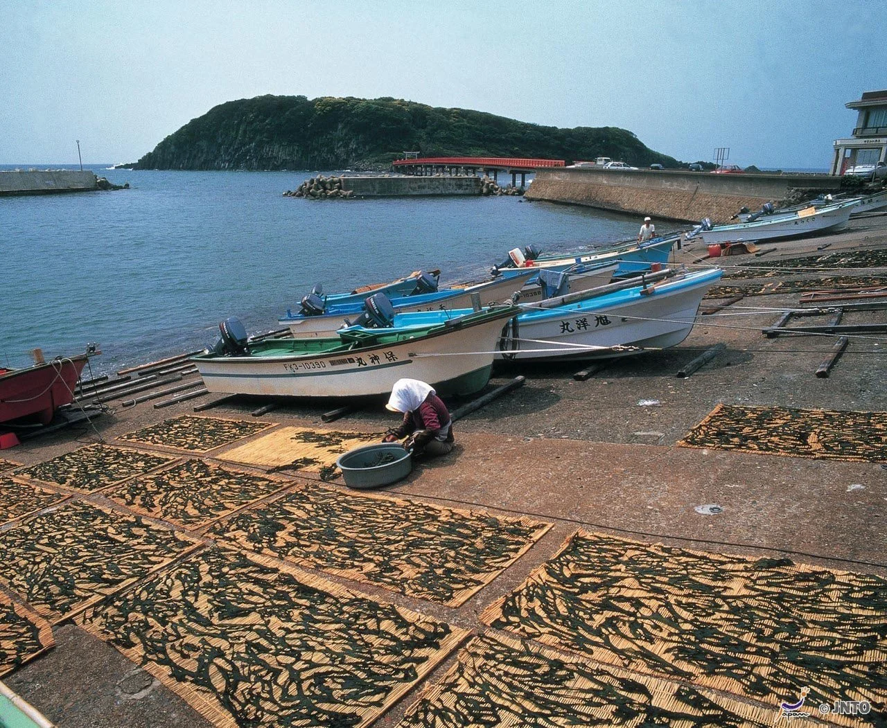 Japanese kelp drying