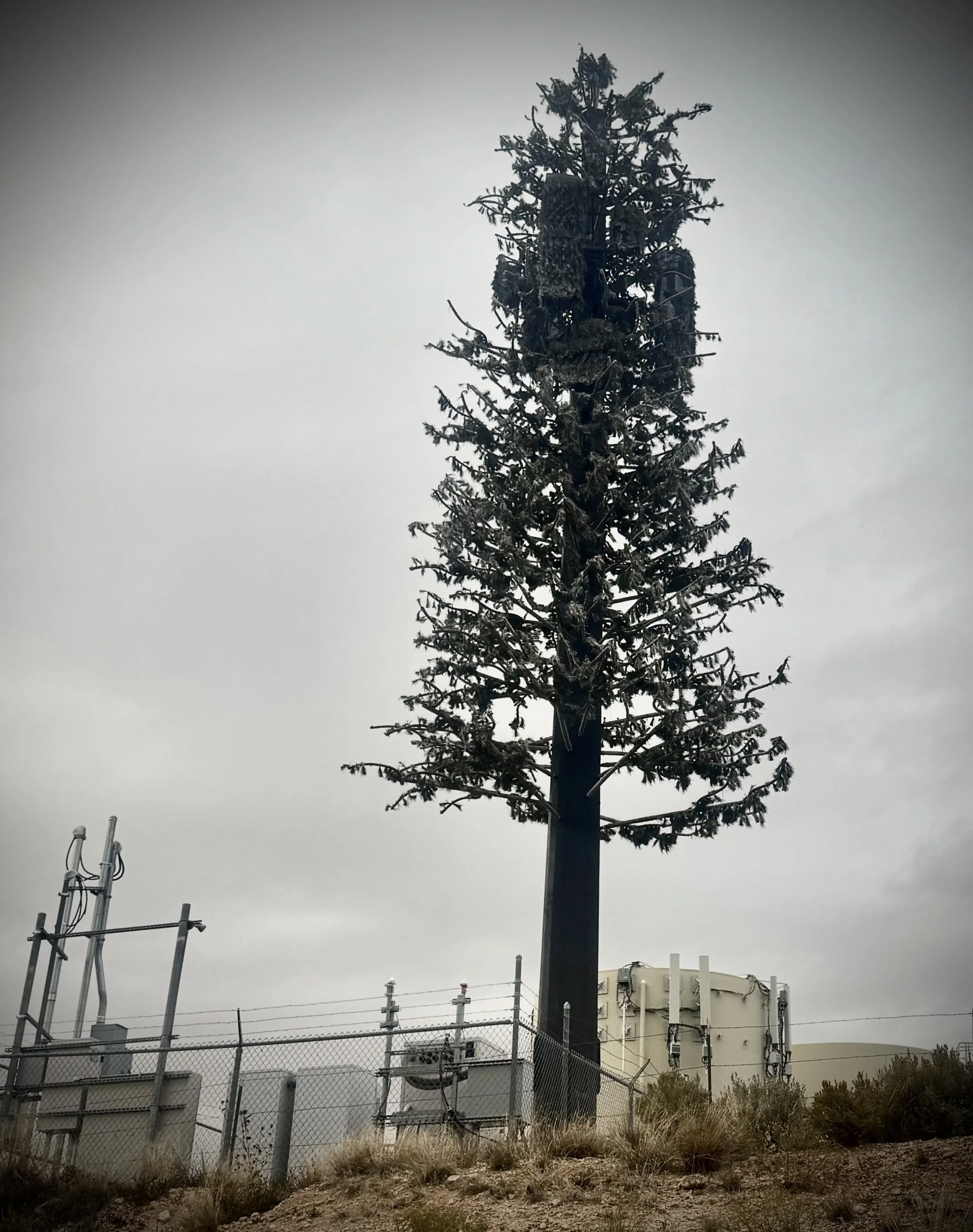 Tahoe Regional Planning Agency Takes Landmark Action to Curb Plastic Pollution From “Monopine” Cell Towers