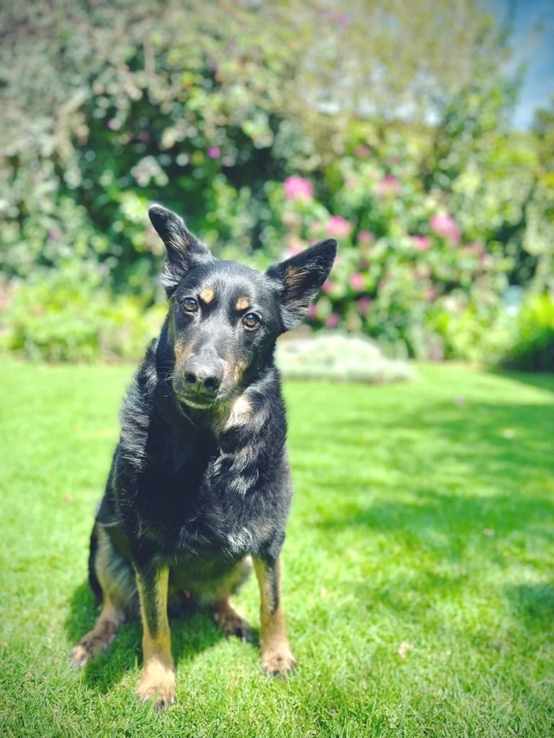 Small brown and black puppy with pointed ears looking alert outdoors