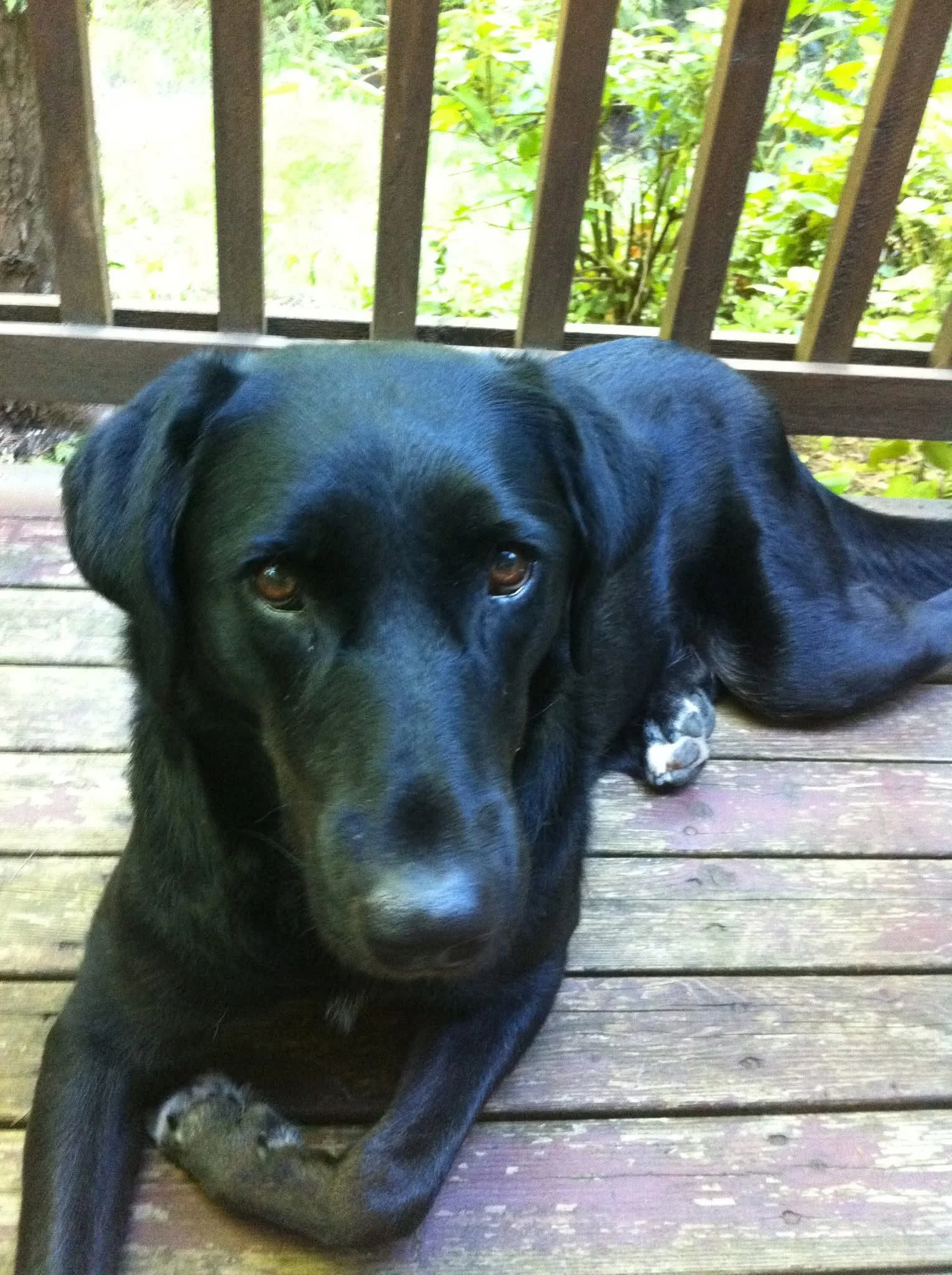 Black Labrador retriever sitting outdoors with a shiny black coat and attentive expression.