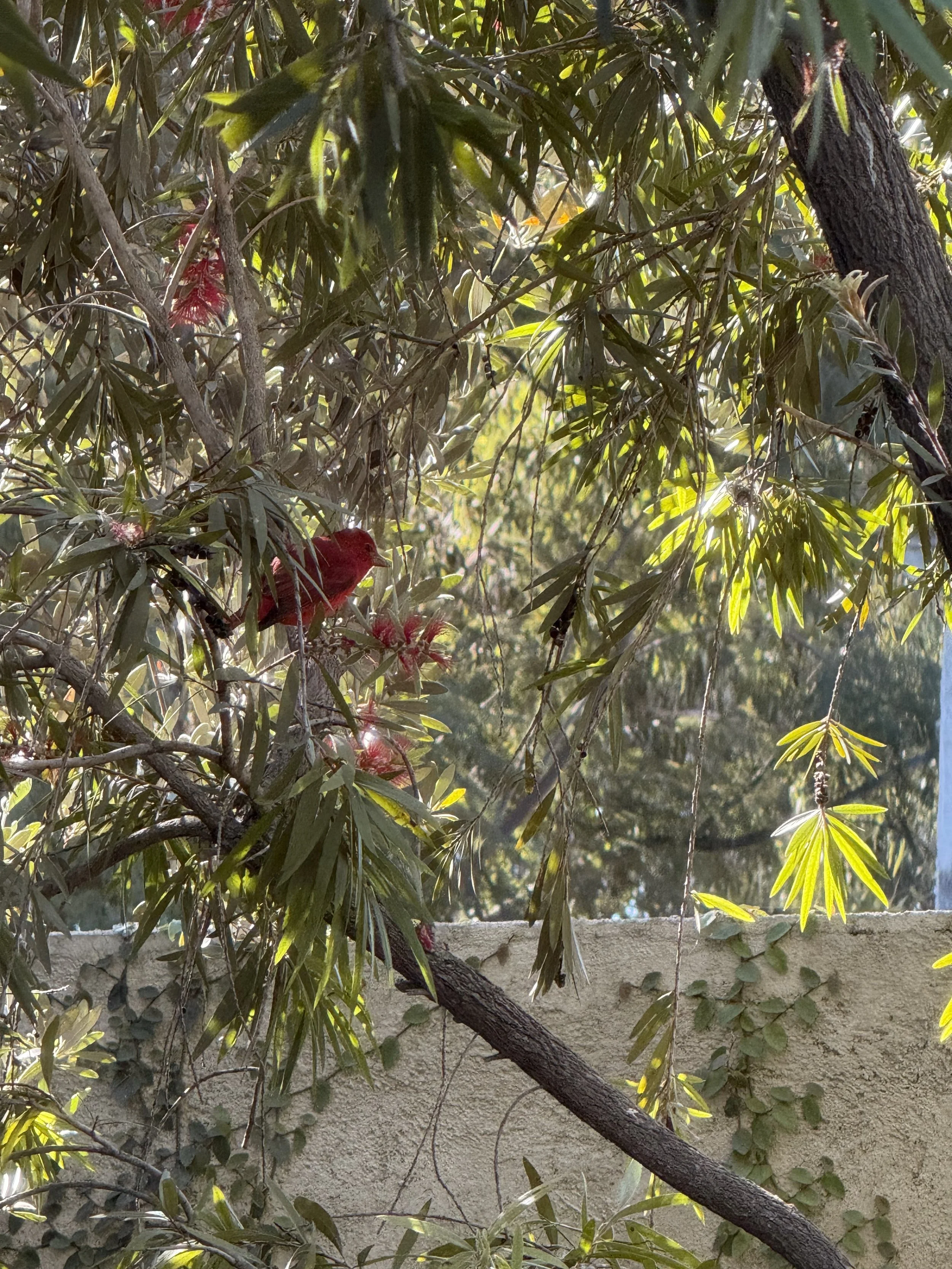 Northern cardinal perched among branches in San Miguel de Allende countryside