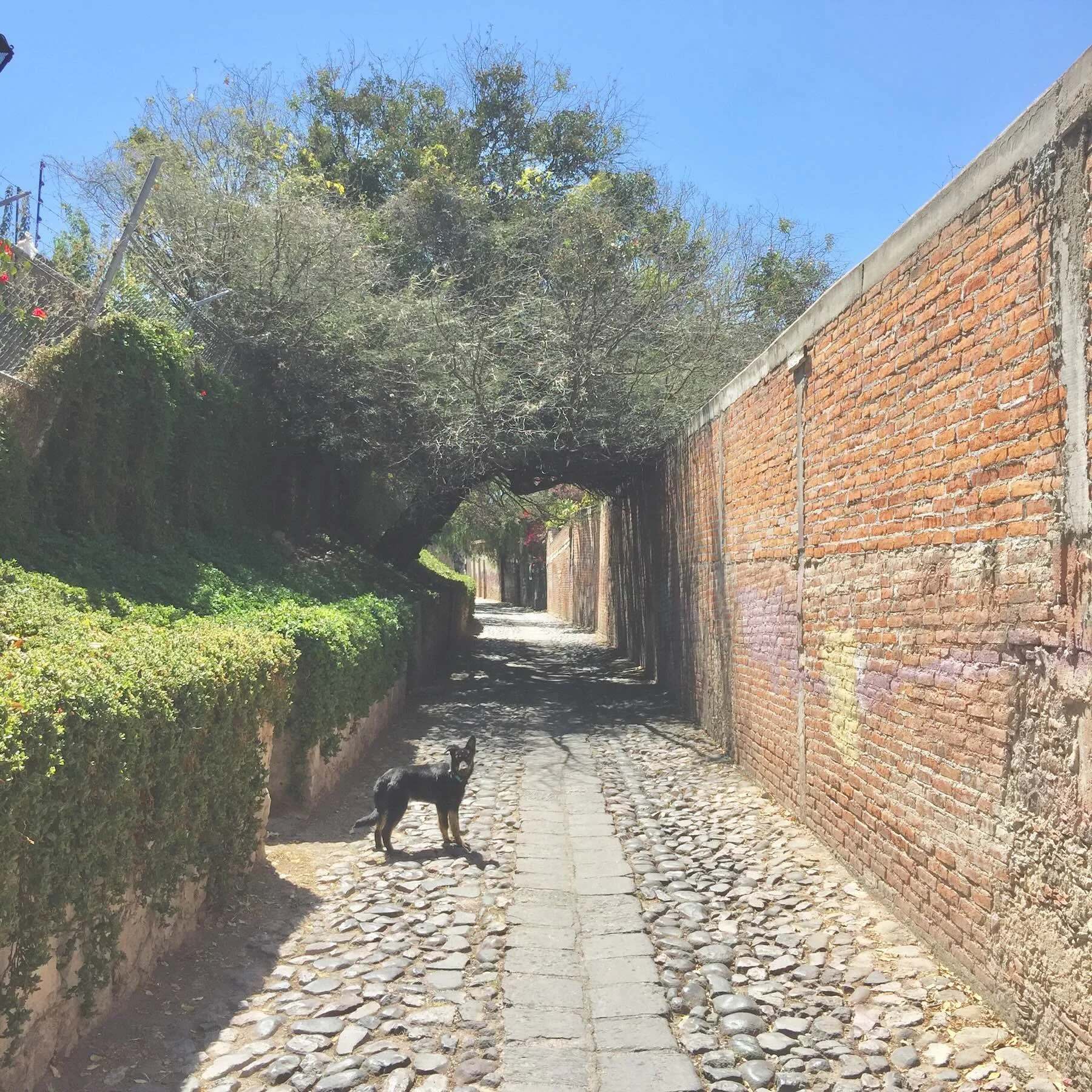 quiet residential street in San Miguel de Allende with a small dog walking alone