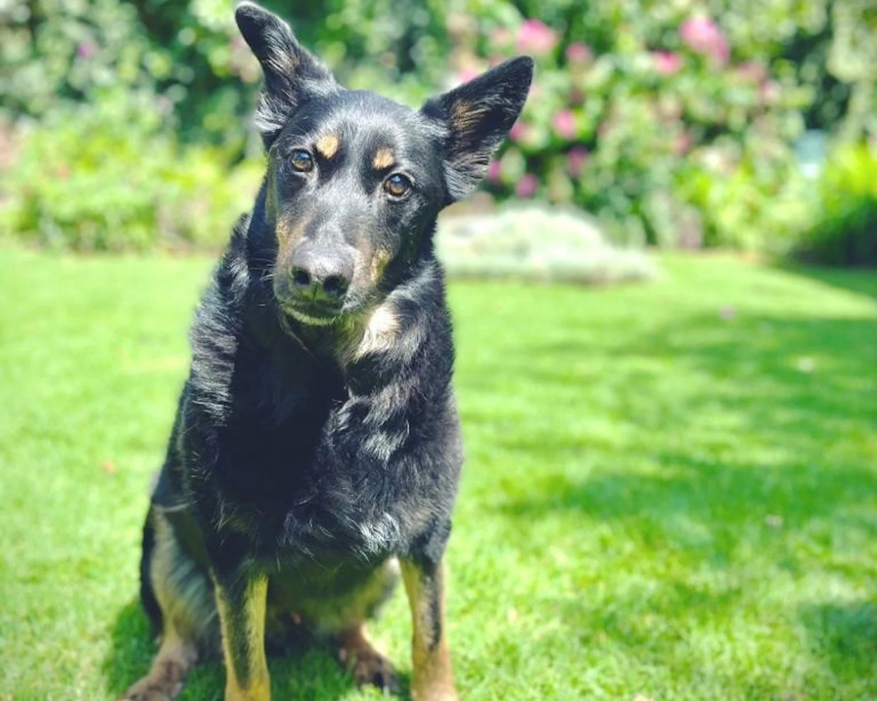 Bringing Your Pet to San Miguel de Allende: What You Need to Know Before You Make the Move