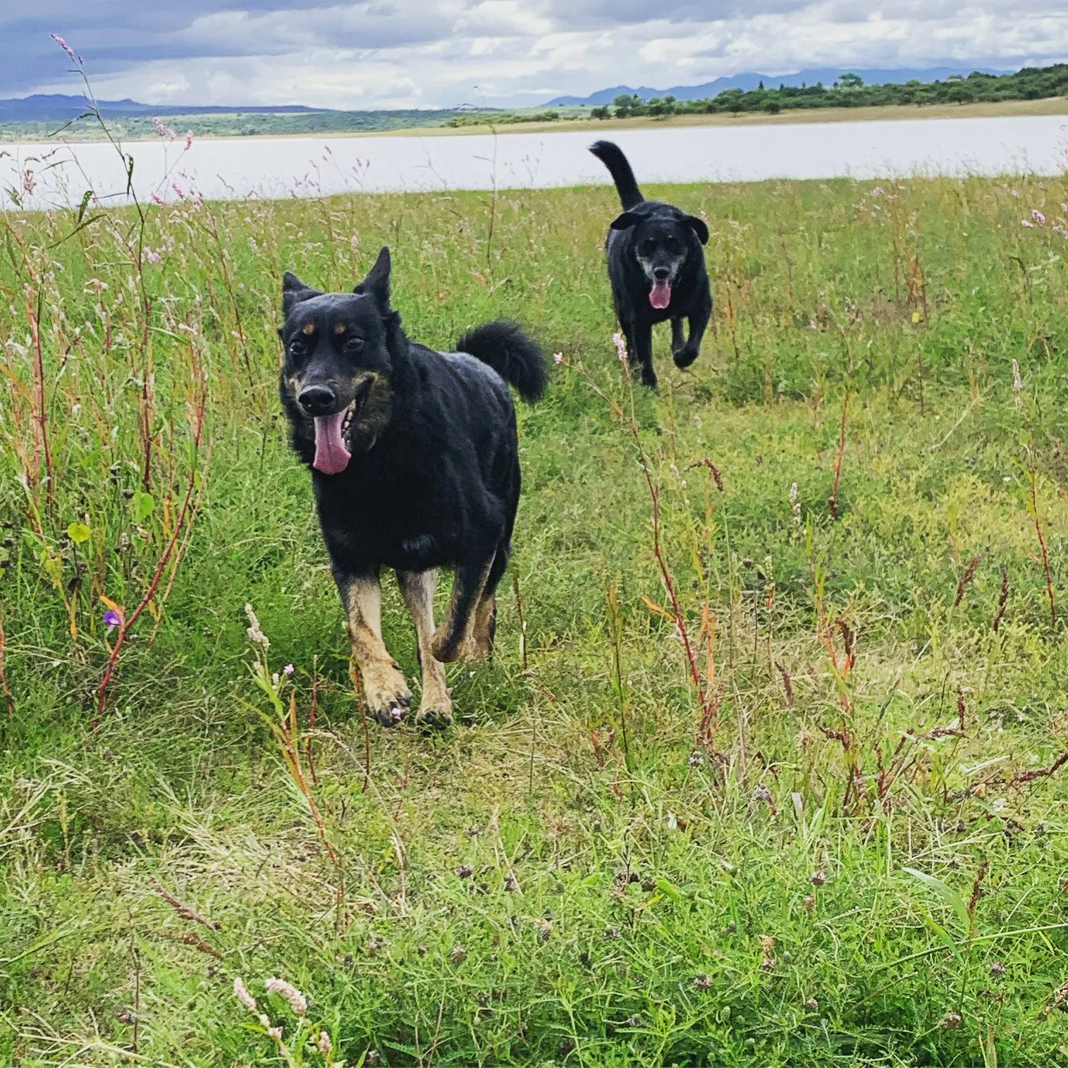 Brown dog with pointed ears and a Labrador-type dog playing in a field near the Presa in San Miguel de Allende