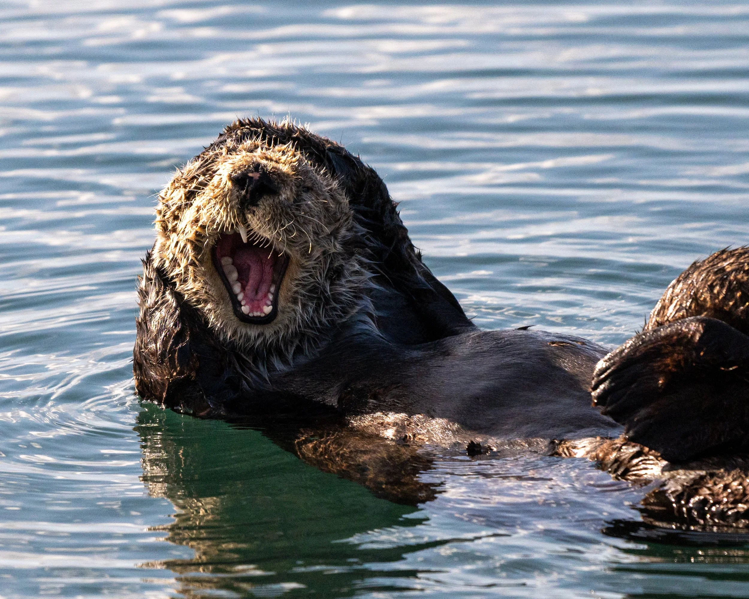 Z61_4360.jpg