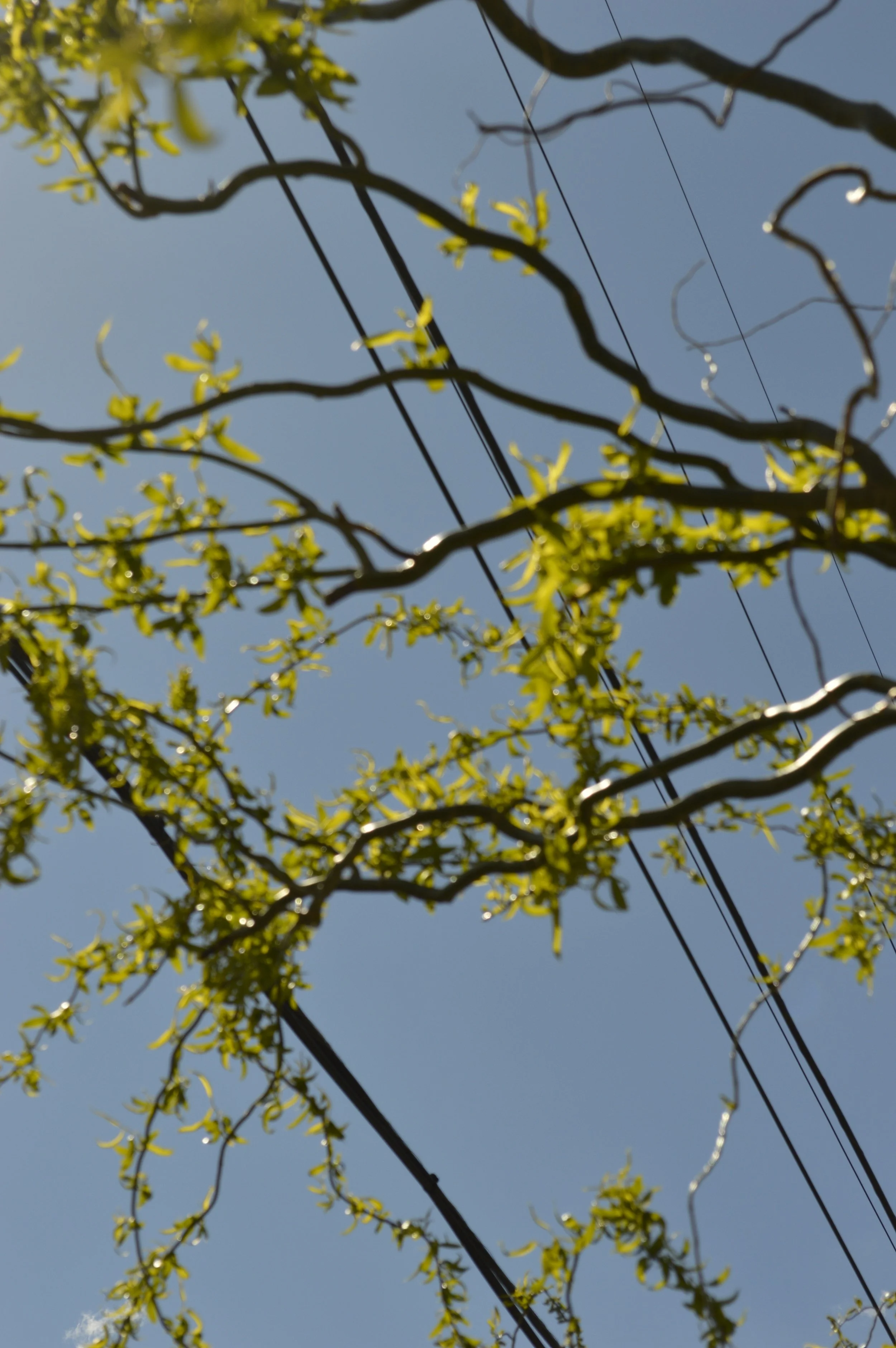 _DSC0270.jpeg