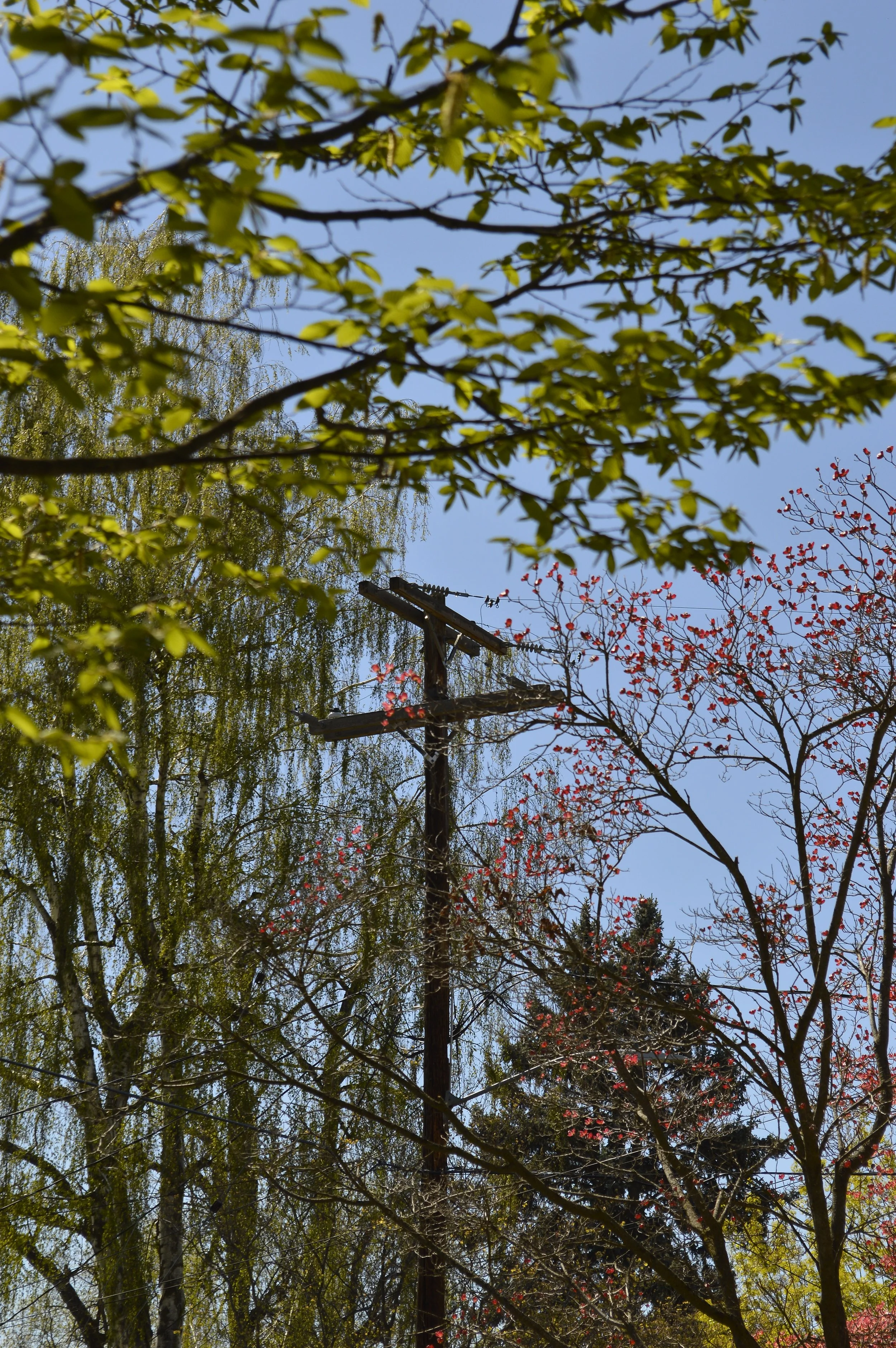 _DSC0216.jpeg