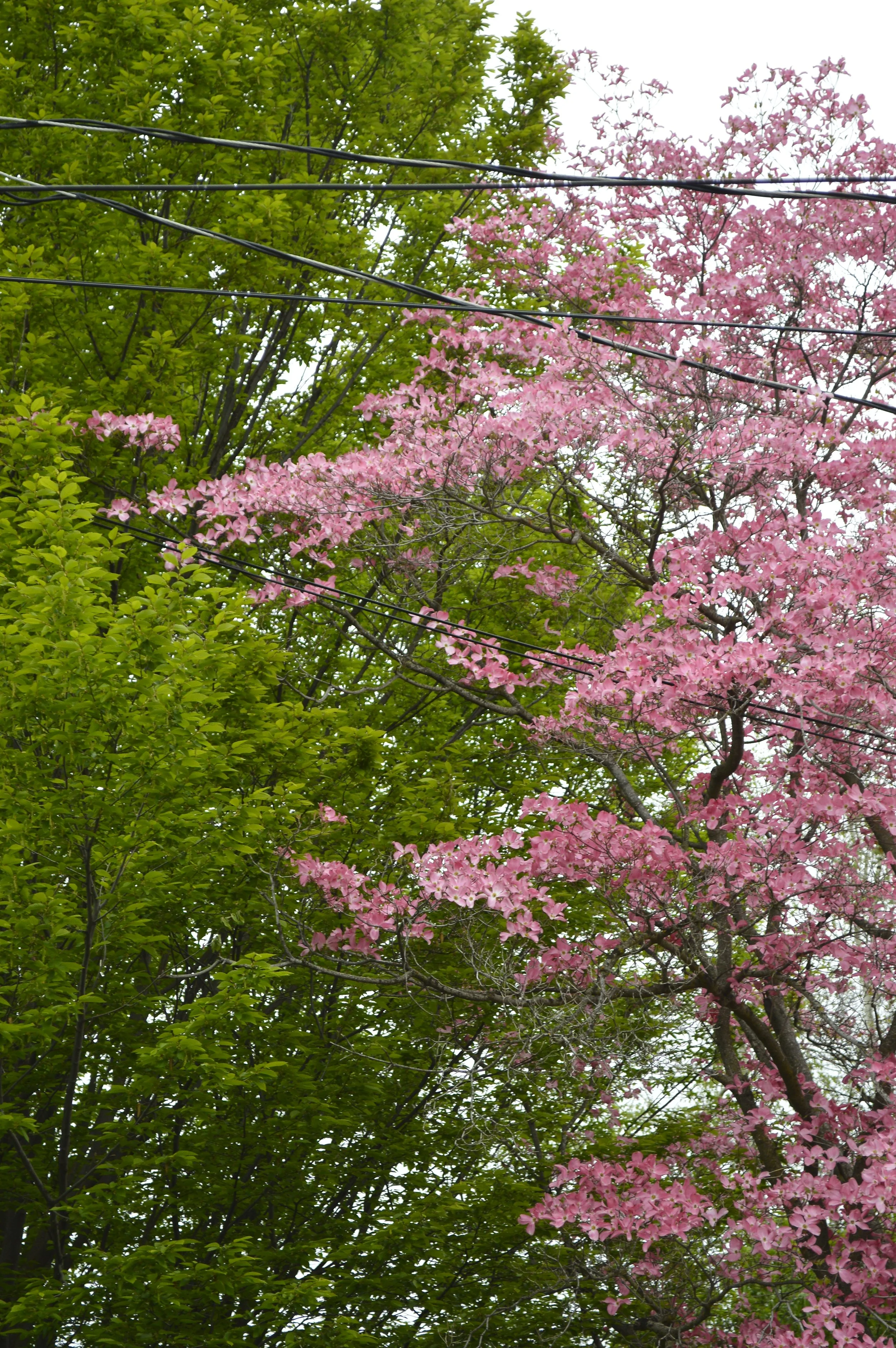 _DSC0299.jpeg