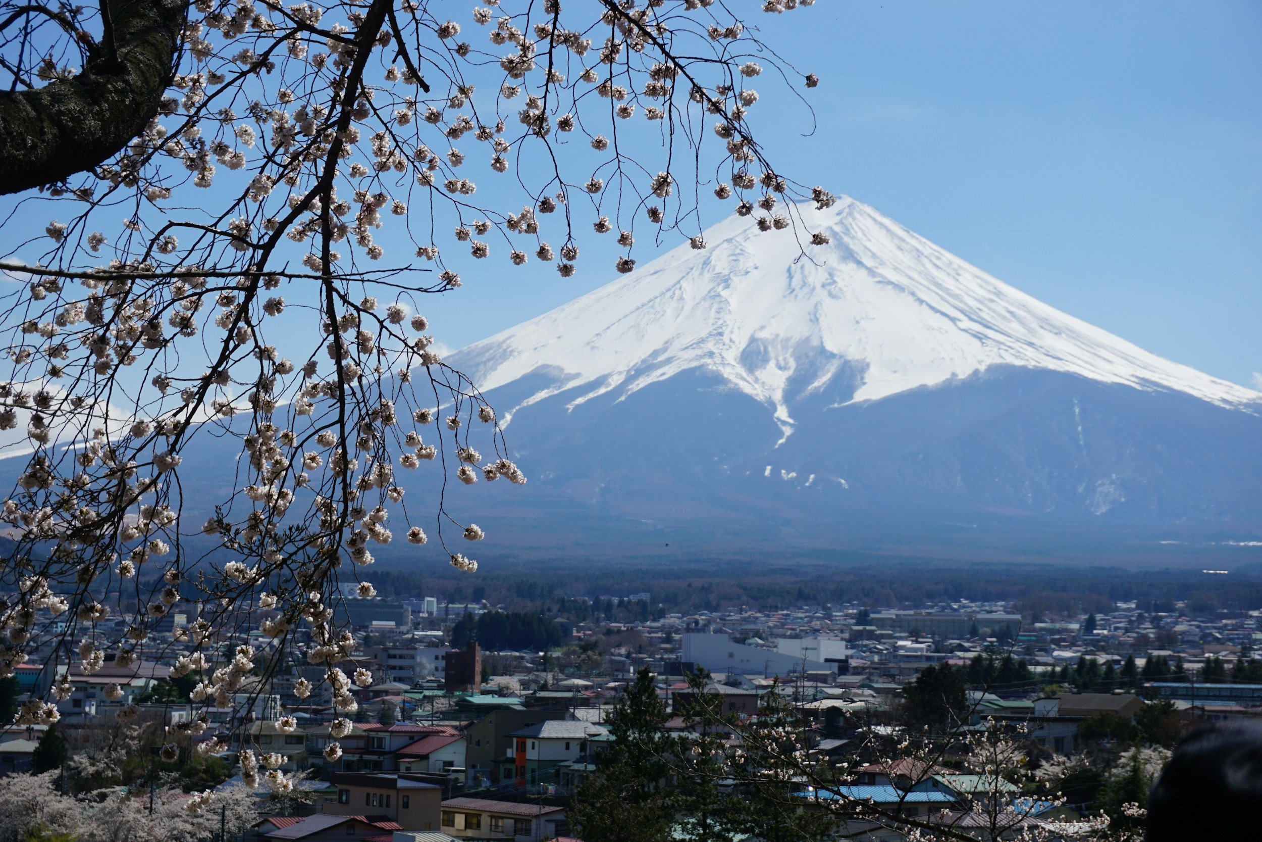 Mount Fuji with snow cap, cherry blossoms in foreground, clear blue sky, and a city below.