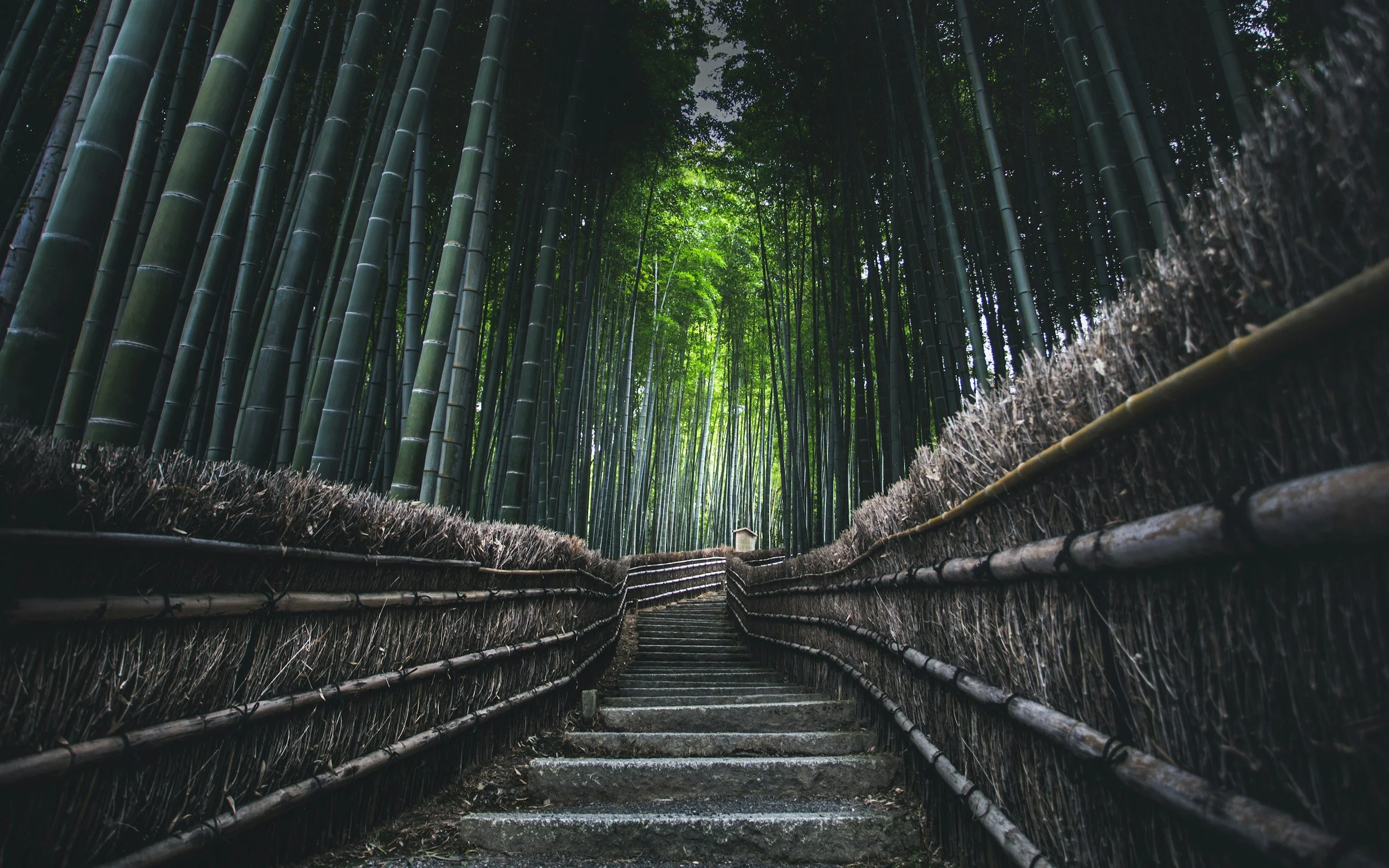 Pathway with stone steps leading into a dense bamboo forest with tall green bamboo stalks.