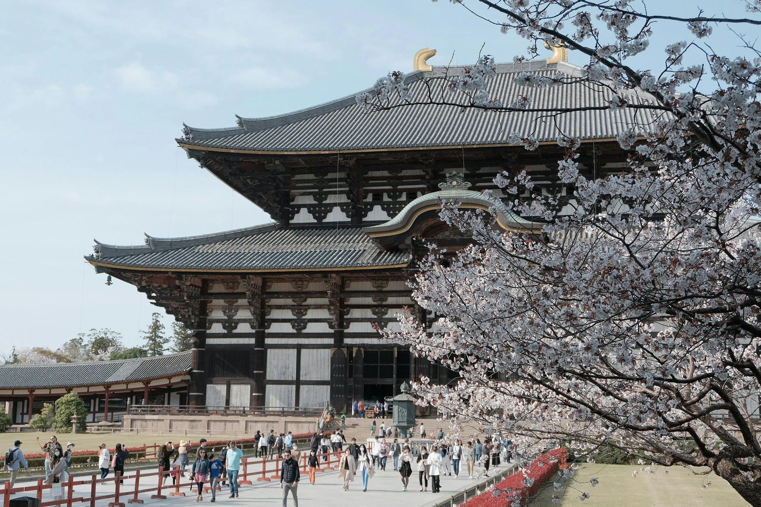 Traditional Japanese temple with cherry blossoms in full bloom and visitors walking on the pathway.