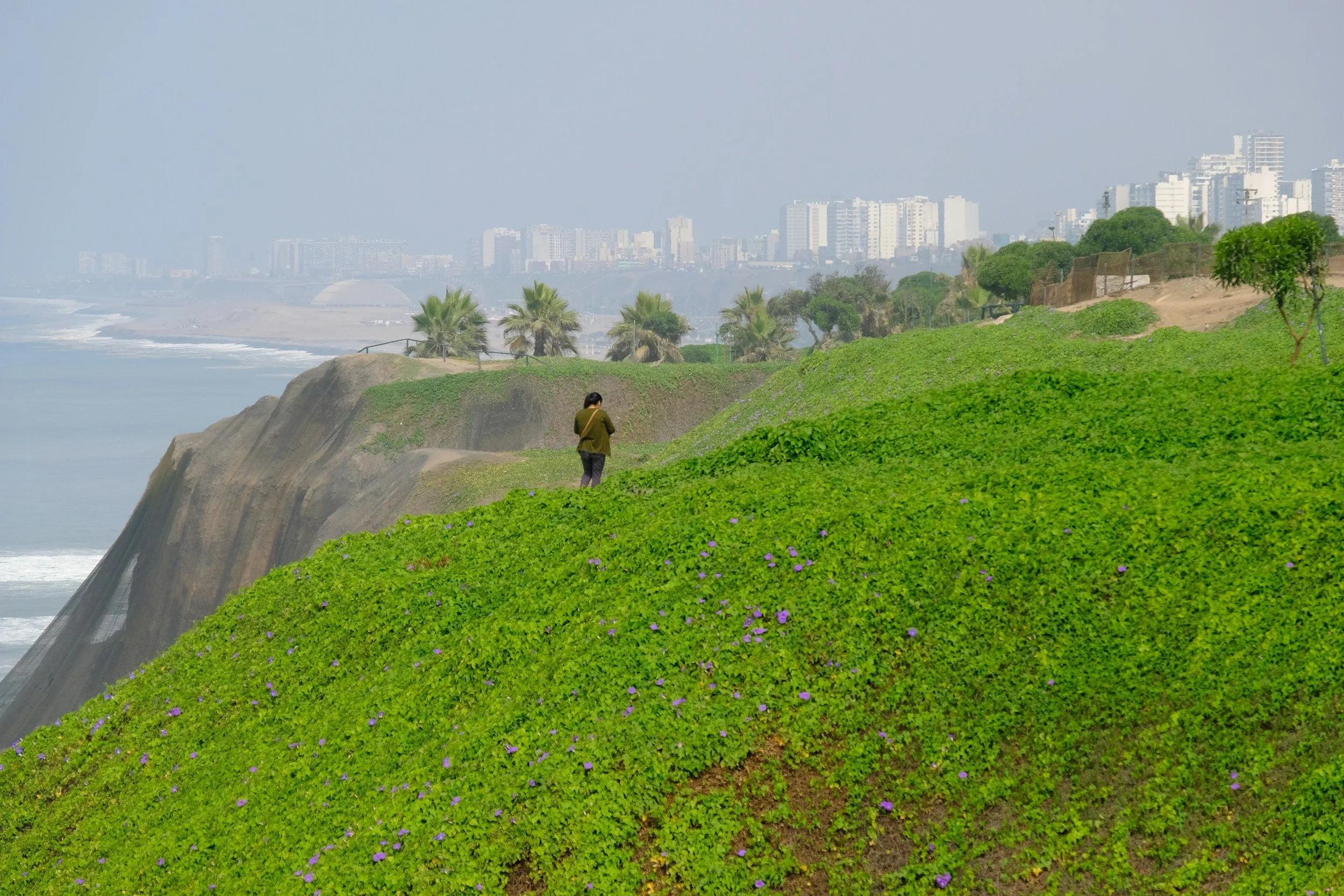 Person walking along a green, grassy hillside with small purple flowers, overlooking cliffs and the ocean with a cityscape in the distance.