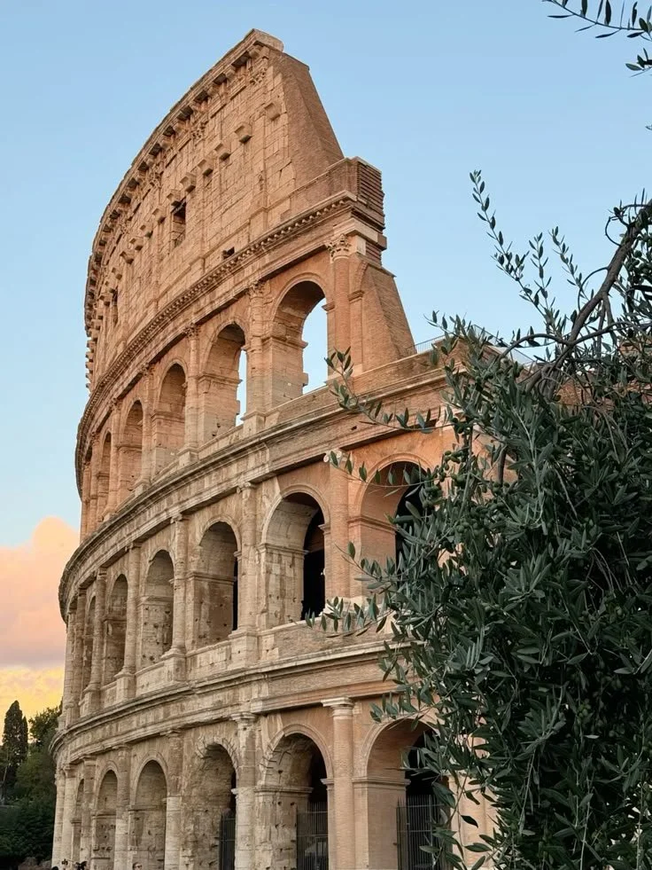 iconic colosseum next to an olive tree in Rome, Italy.