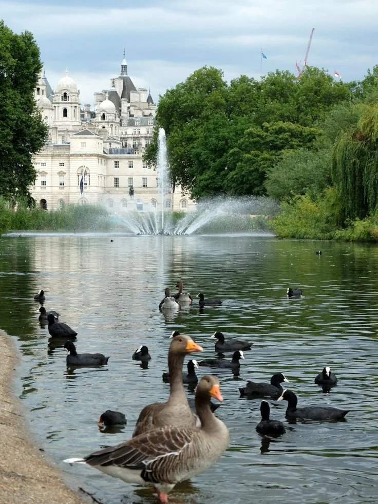 A pond with Canada geese swimming, a cityscape with historic white buildings, a fountain spraying water, and green trees in the background.