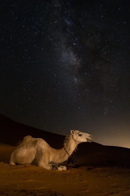 A camel sitting on the ground at night under a starry sky with the Milky Way visible.