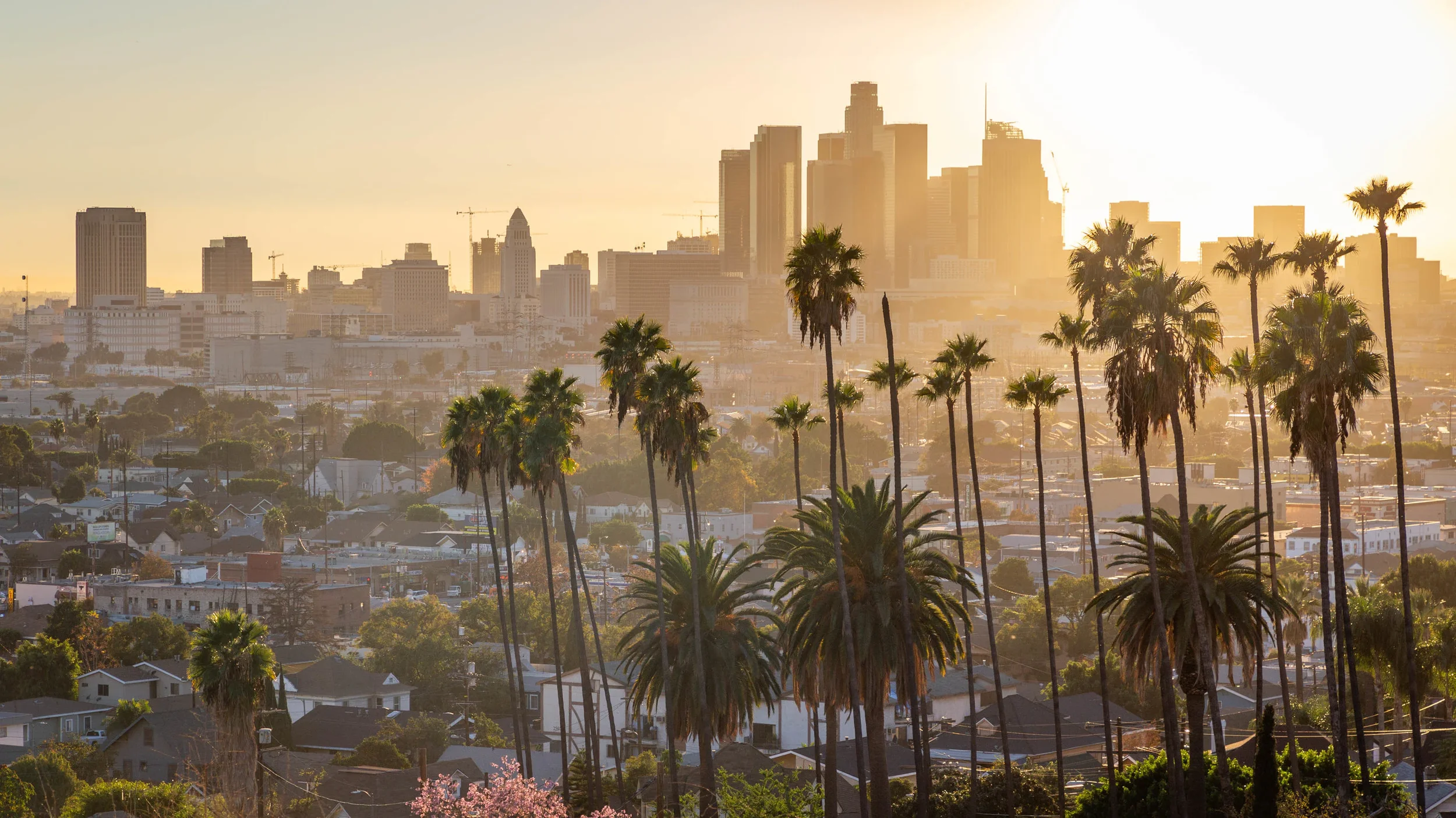 palm trees infront of LA's skyline at golden hour sunset