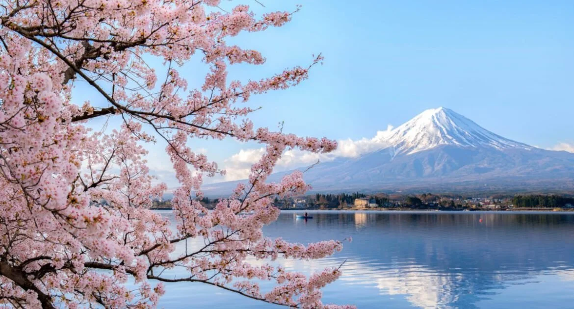 Cherry blossoms in bloom by a lake with Mount Fuji in the background.