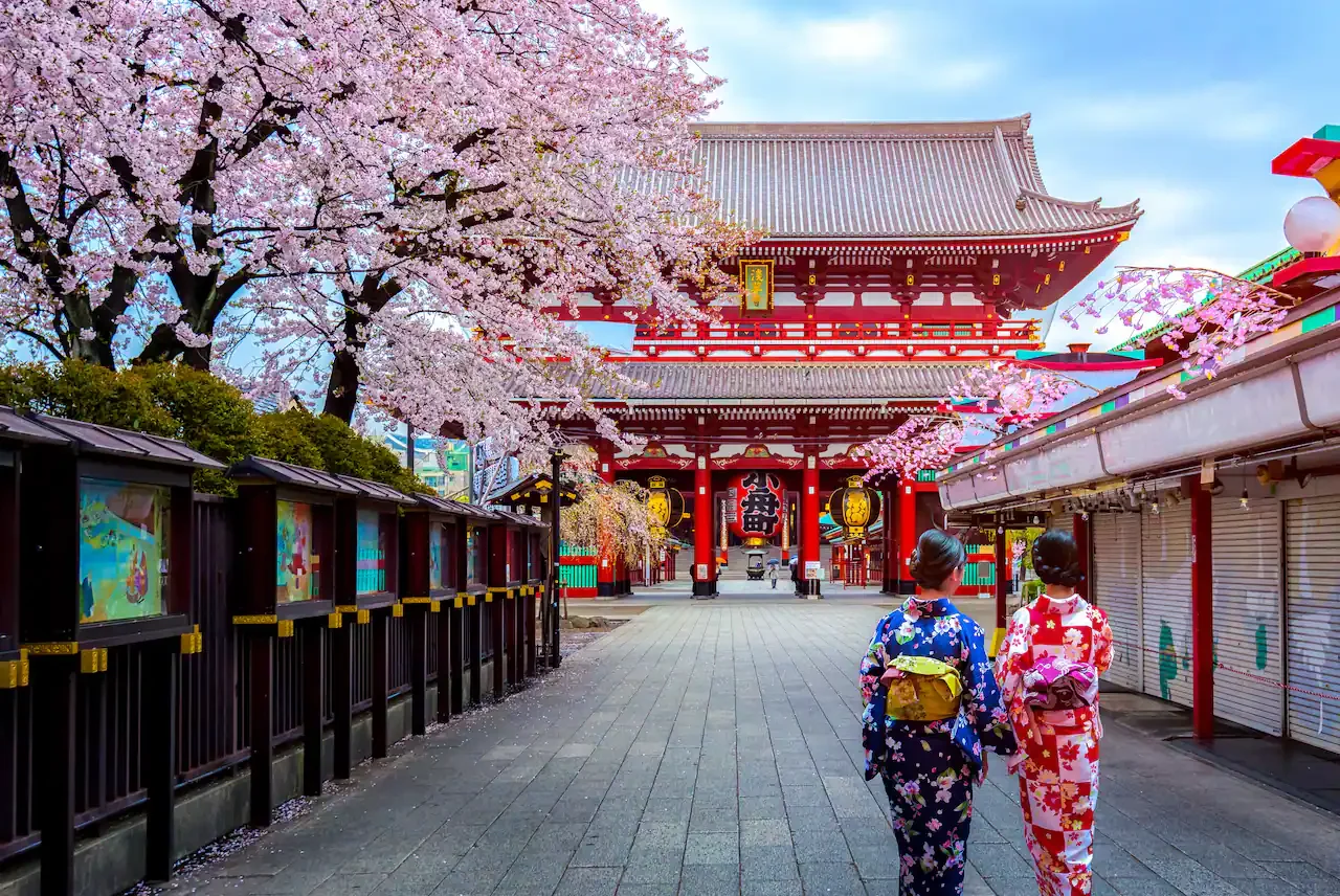 Cherry Blossom Trees next to Temple in Tokyo, Japan