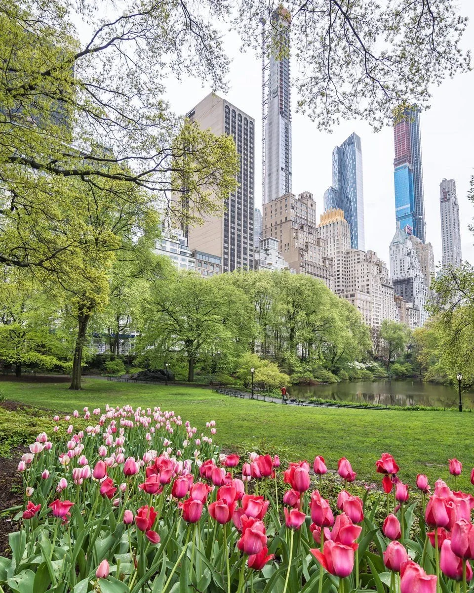 Aesthetic Central Park with NYC skylin ein the background pink flowers