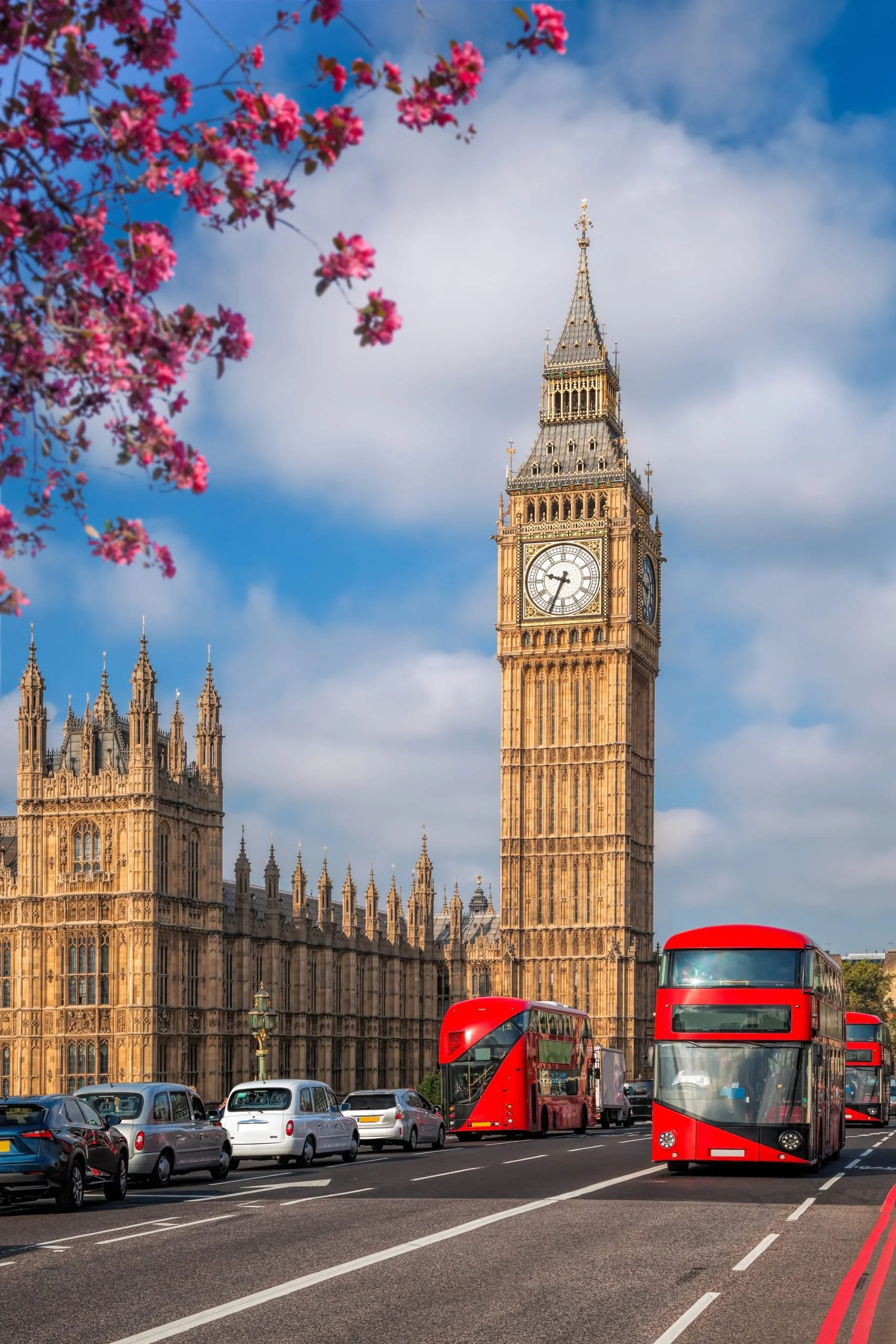 Big Ben clock tower and Parliament buildings in London with cars and red buses on the street, and pink cherry blossoms in the foreground.