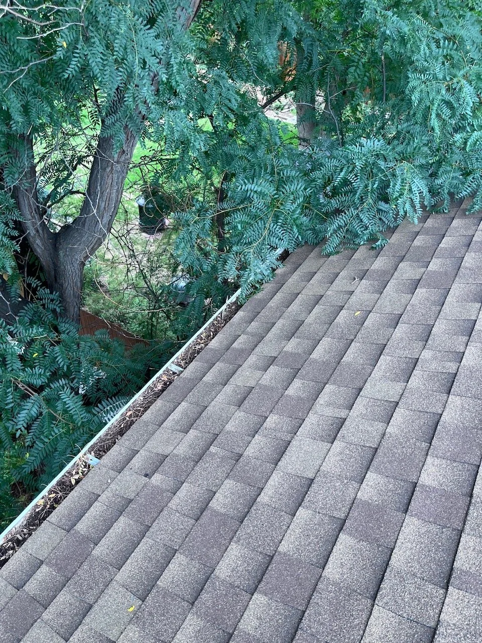 Mature trees hanging over the roof and gutter system of a home in Holly Hills, Denver.