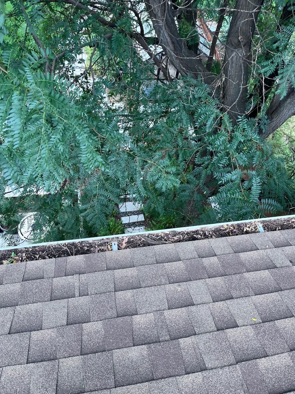 Leaves and debris packed inside an existing 5-inch gutter before cleaning in Holly Hills.