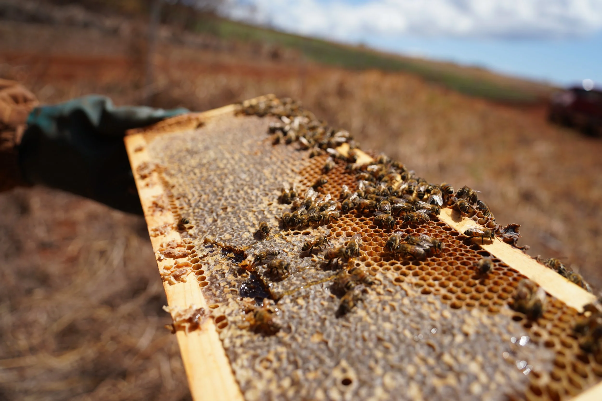 A beekeeping frame with honeycomb and bees on it held in hand outdoors.