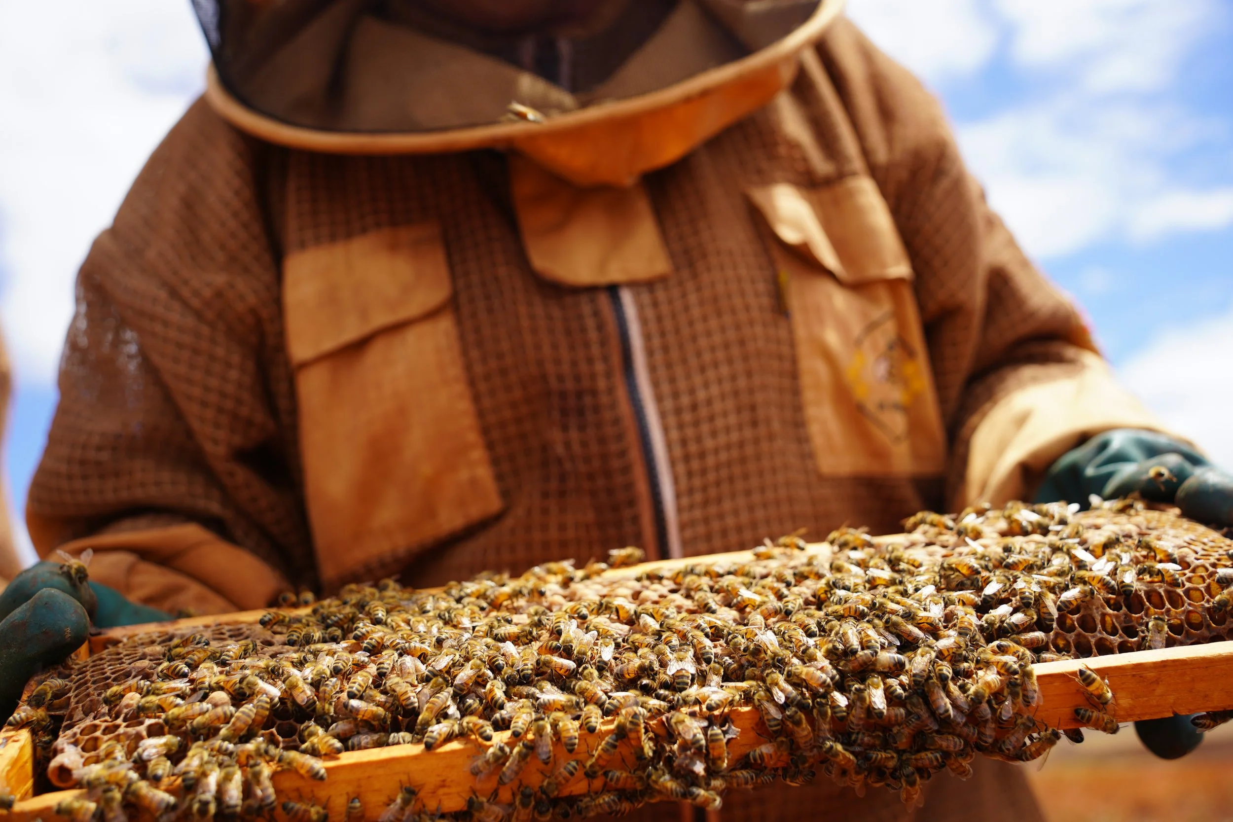 Veteran-owned honey business in Kauai, Hawaii carefully harvesting raw, all-natural honey from hives