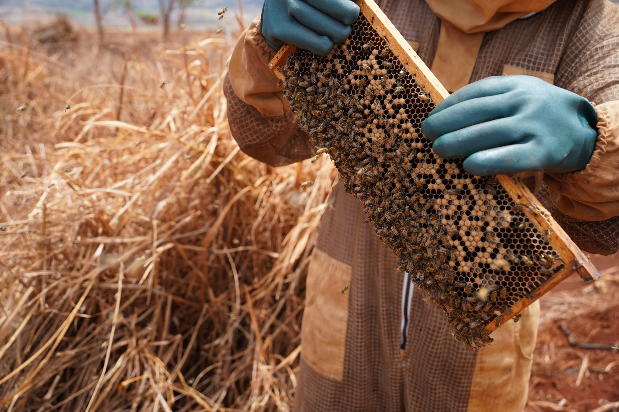 Veteran-owned honey business in Kauai, Hawaii carefully harvesting raw, all-natural honey from hives. The team is also examining a honeycomb frame filled with bees outdoors.