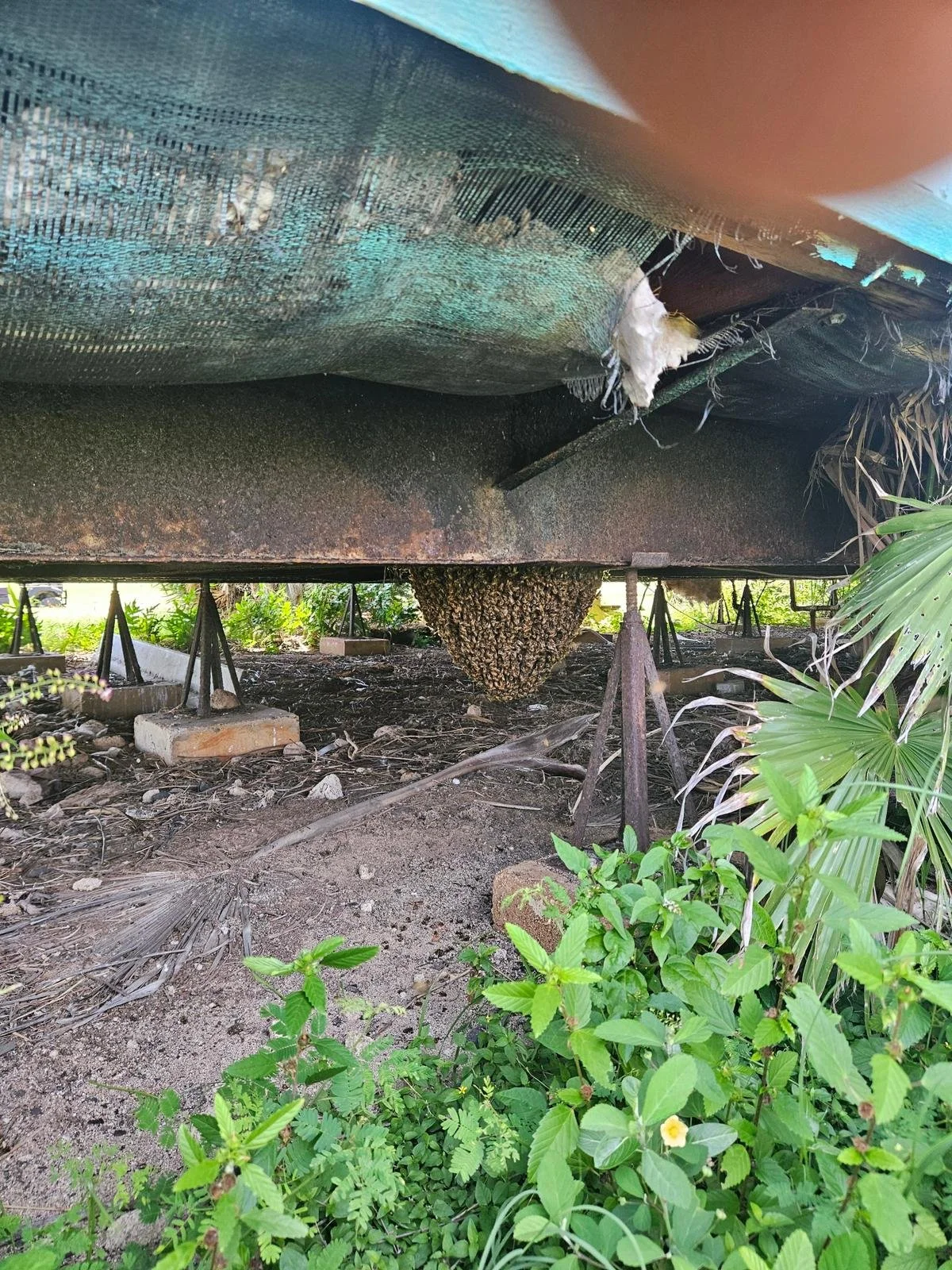 Underneath a raised structure, there's a beehive hanging from the center, surrounded by green plants, soil, and some supports and blocks.
