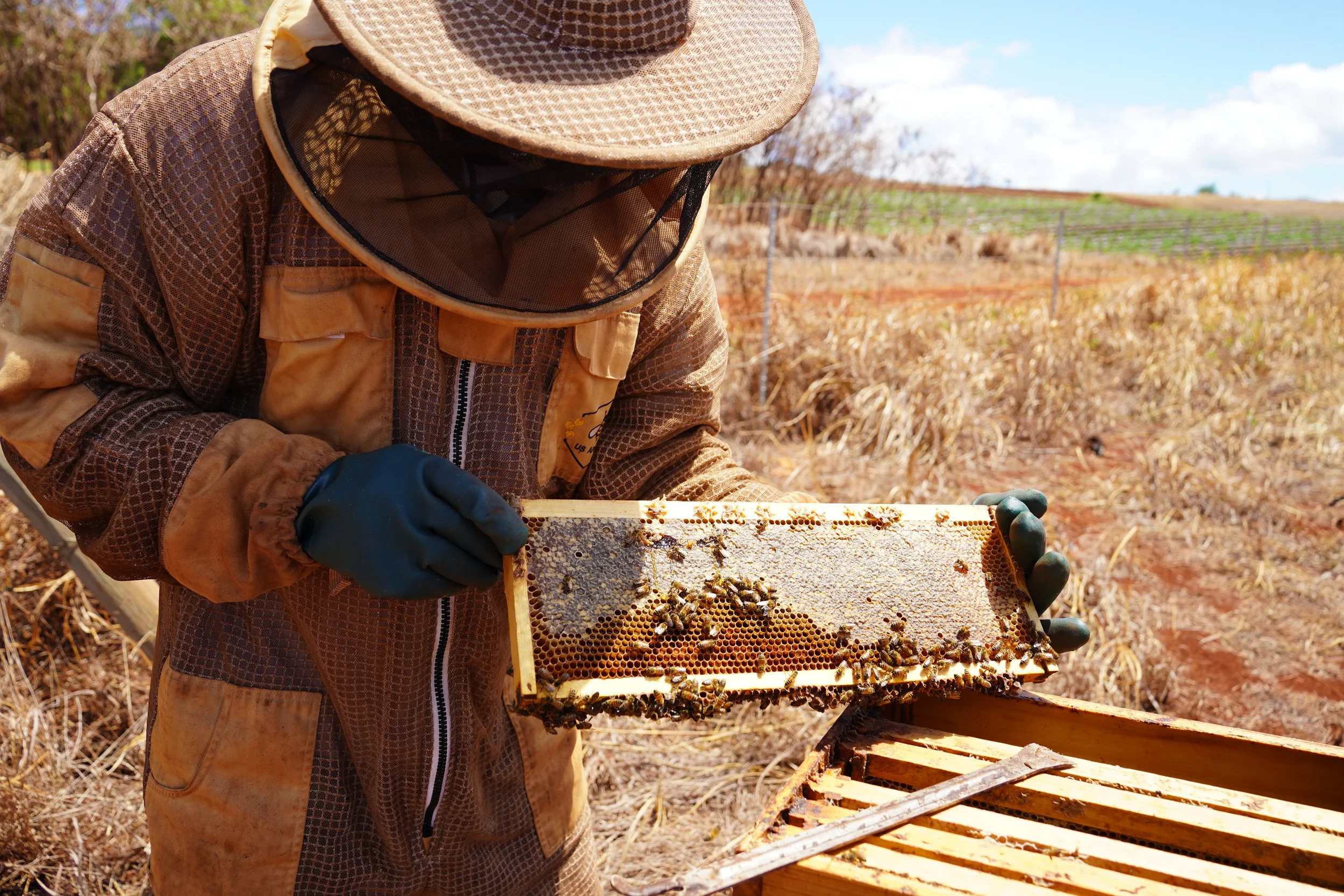 A beekeeper examining a frame from a hive with bees on it in a field.