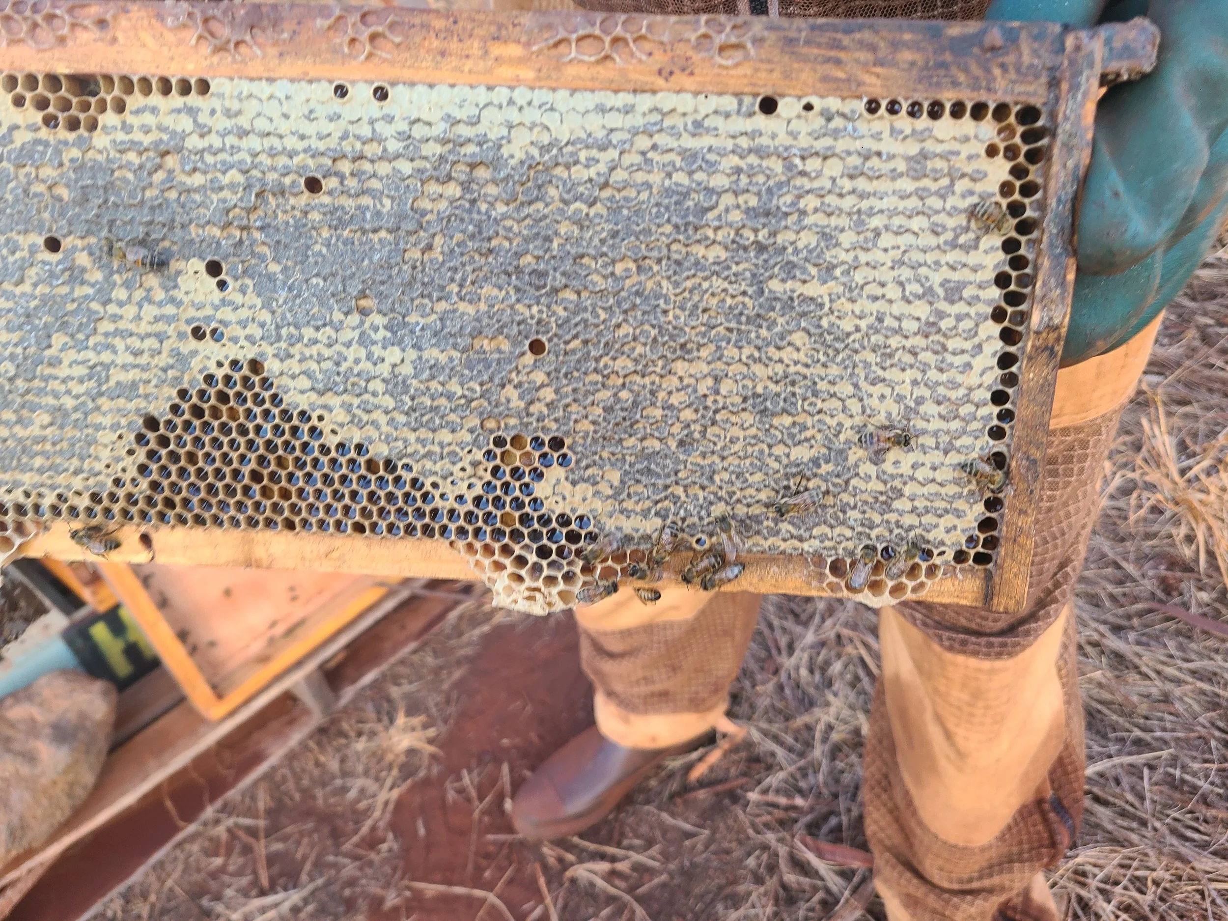 Veteran-owned honey business in Kauai, Hawaii carefully harvesting raw, all-natural honey from hives