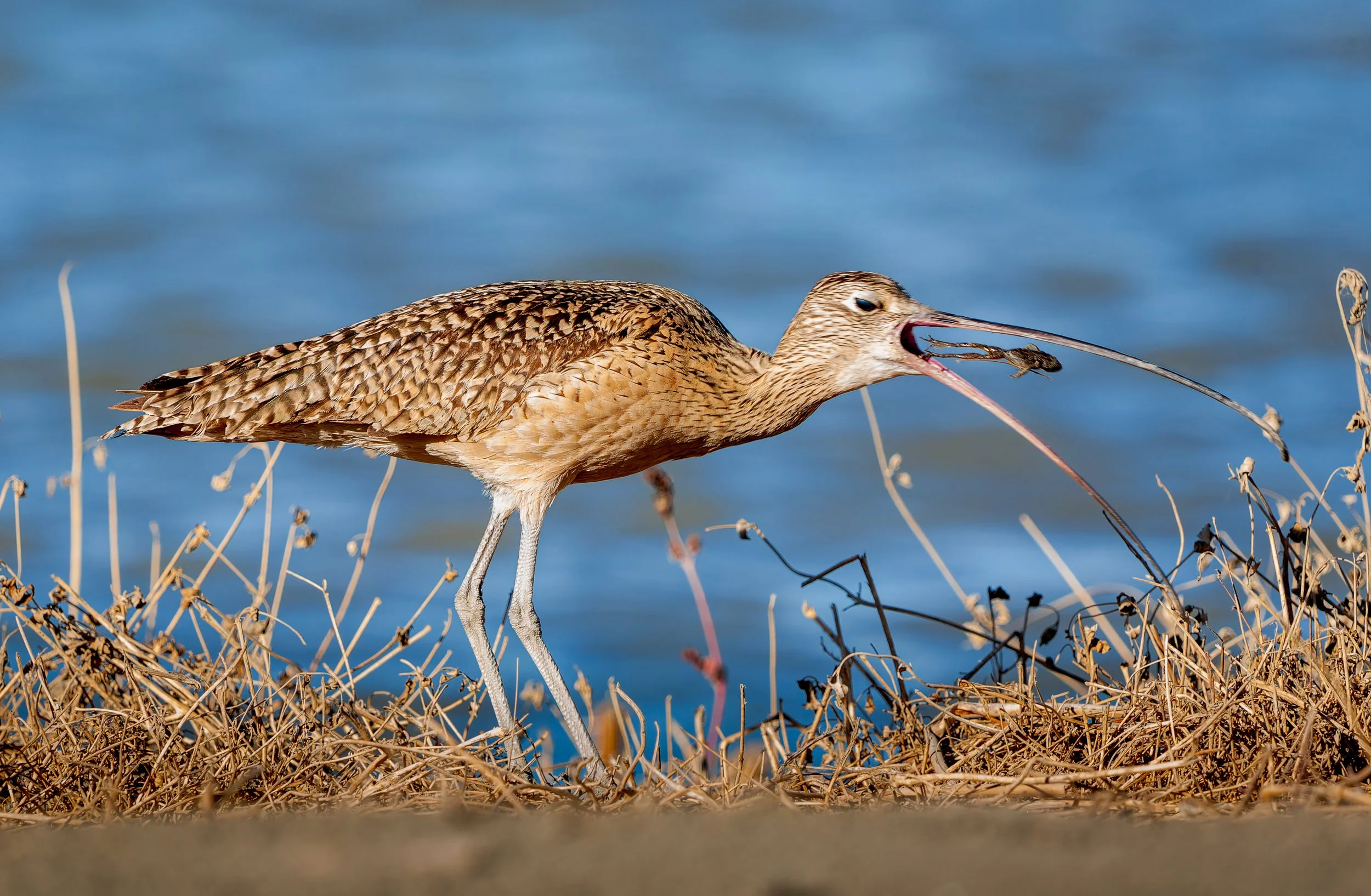 Long Billed Curlew - Canvas Wrap