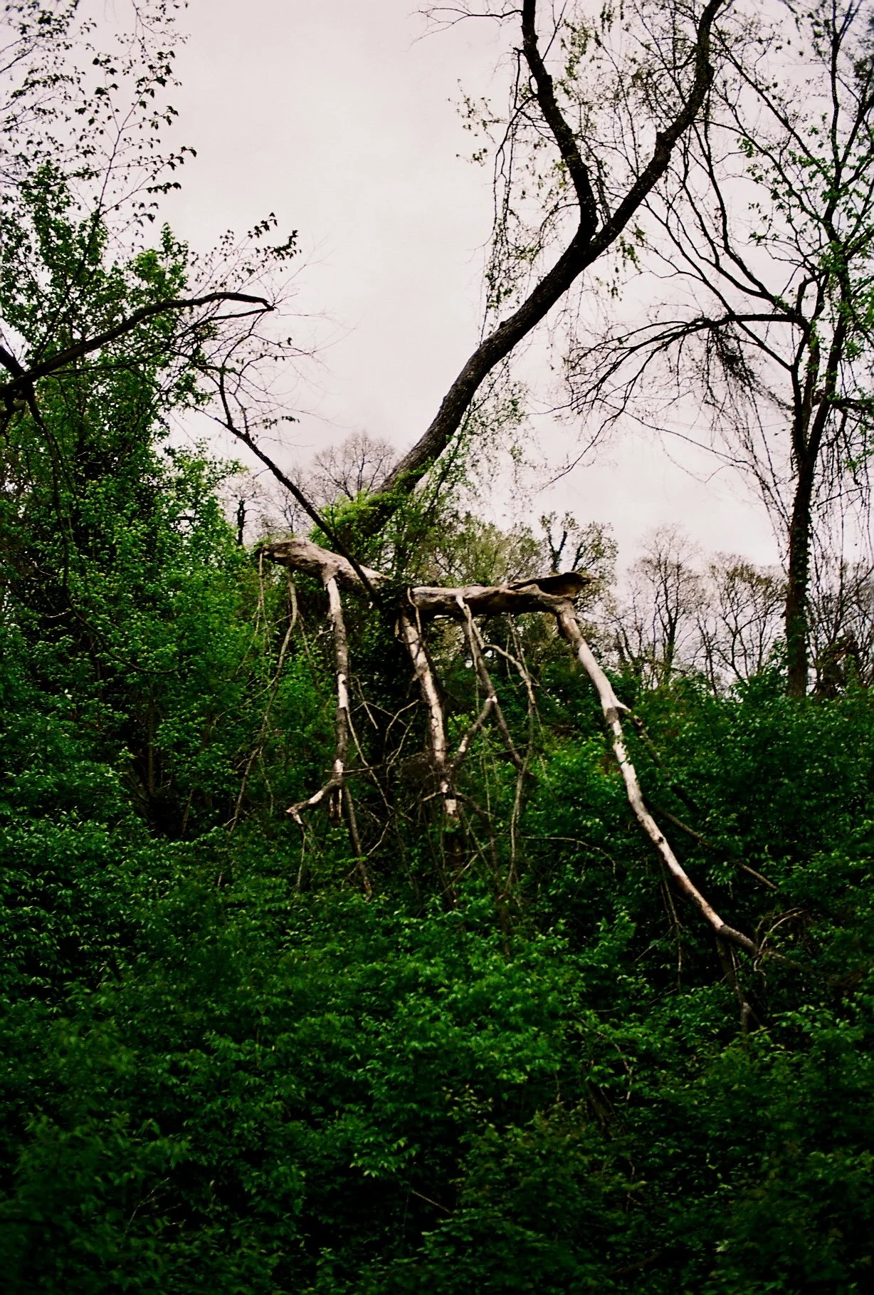 Tree in Georgetown
shot on 35mm film