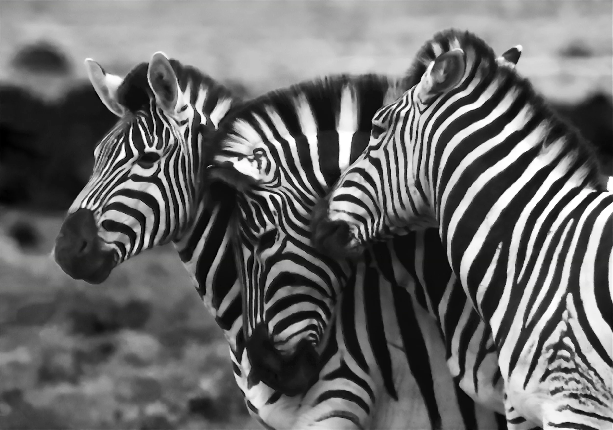 Zebra 5.jpg