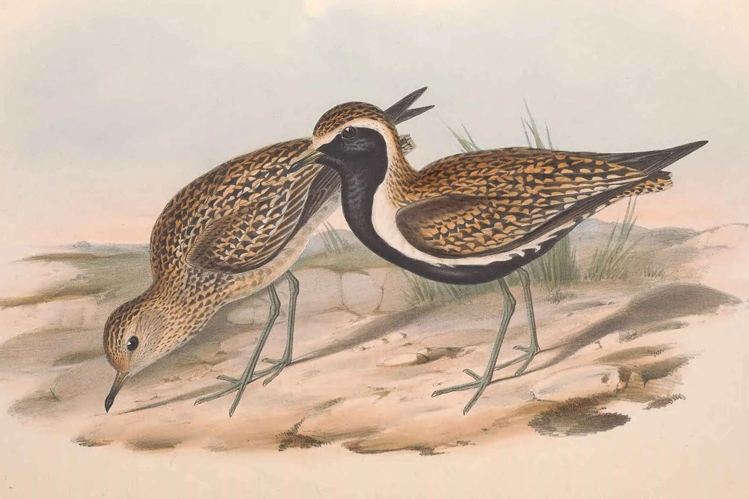 A Bird, A Homeland, A Mirror: How the Kōlea Found Me