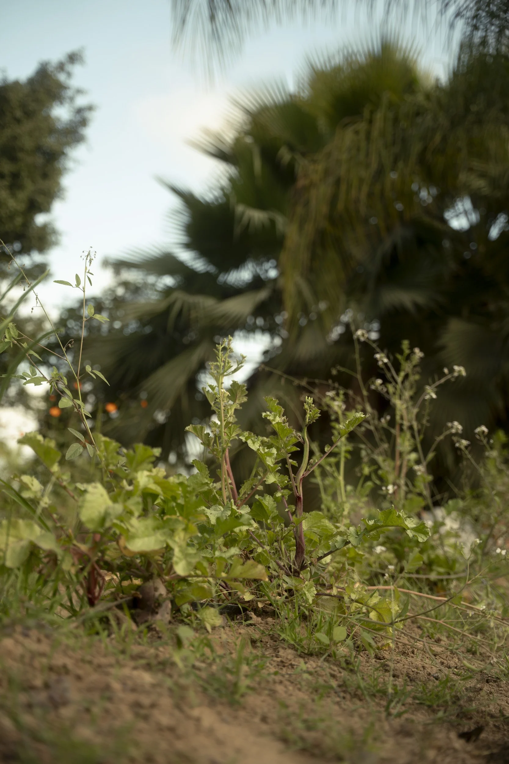Proyecto Palmita Comprimido-19.jpg