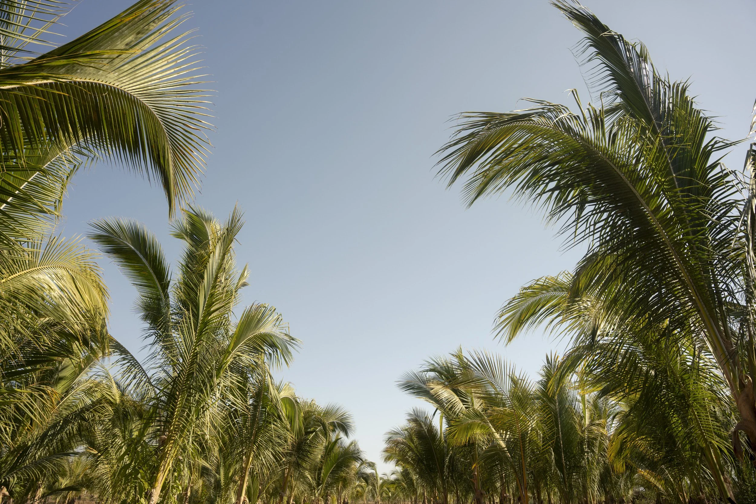 Proyecto Palmita Comprimido-26.jpg