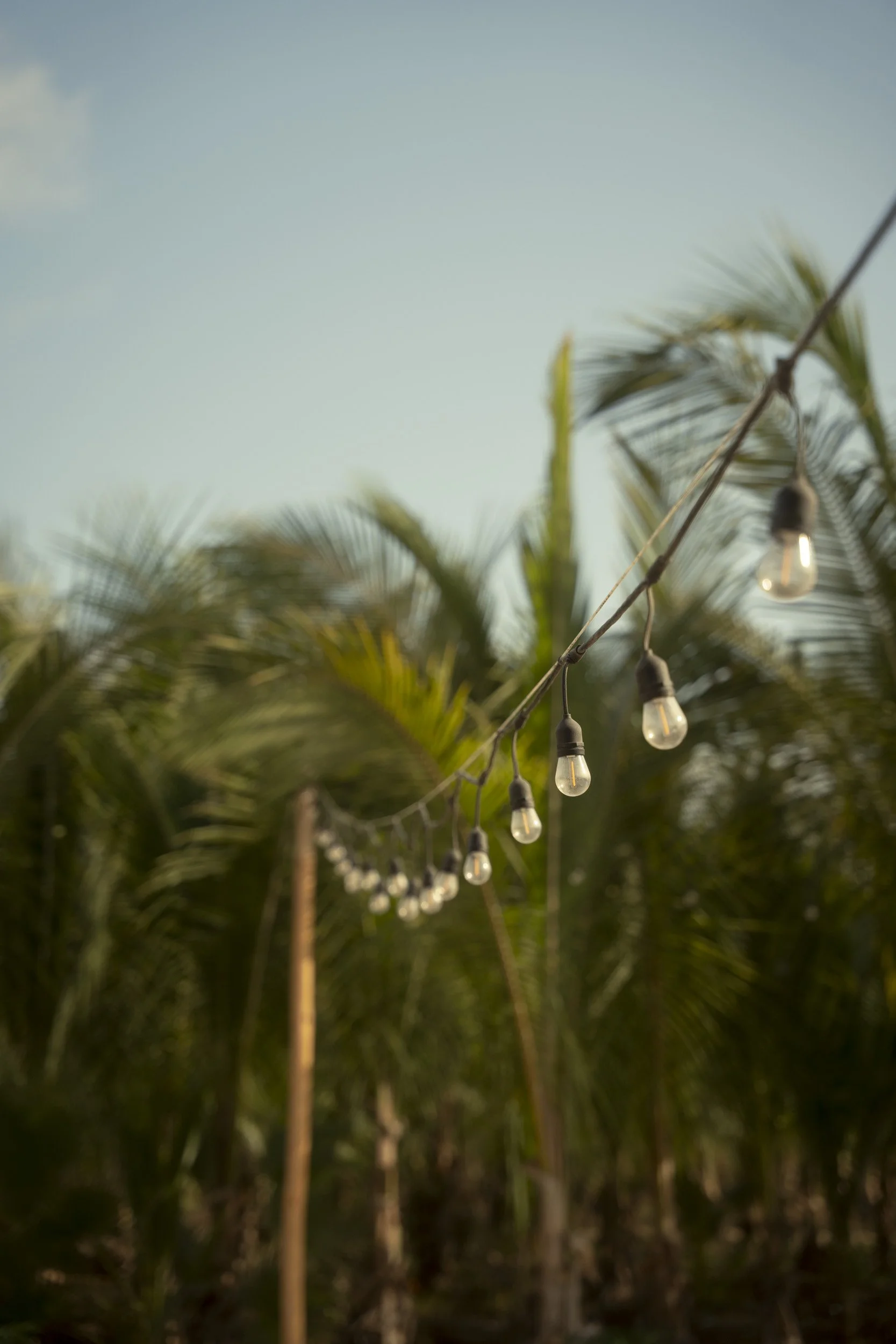 Proyecto Palmita Comprimido-11.jpg