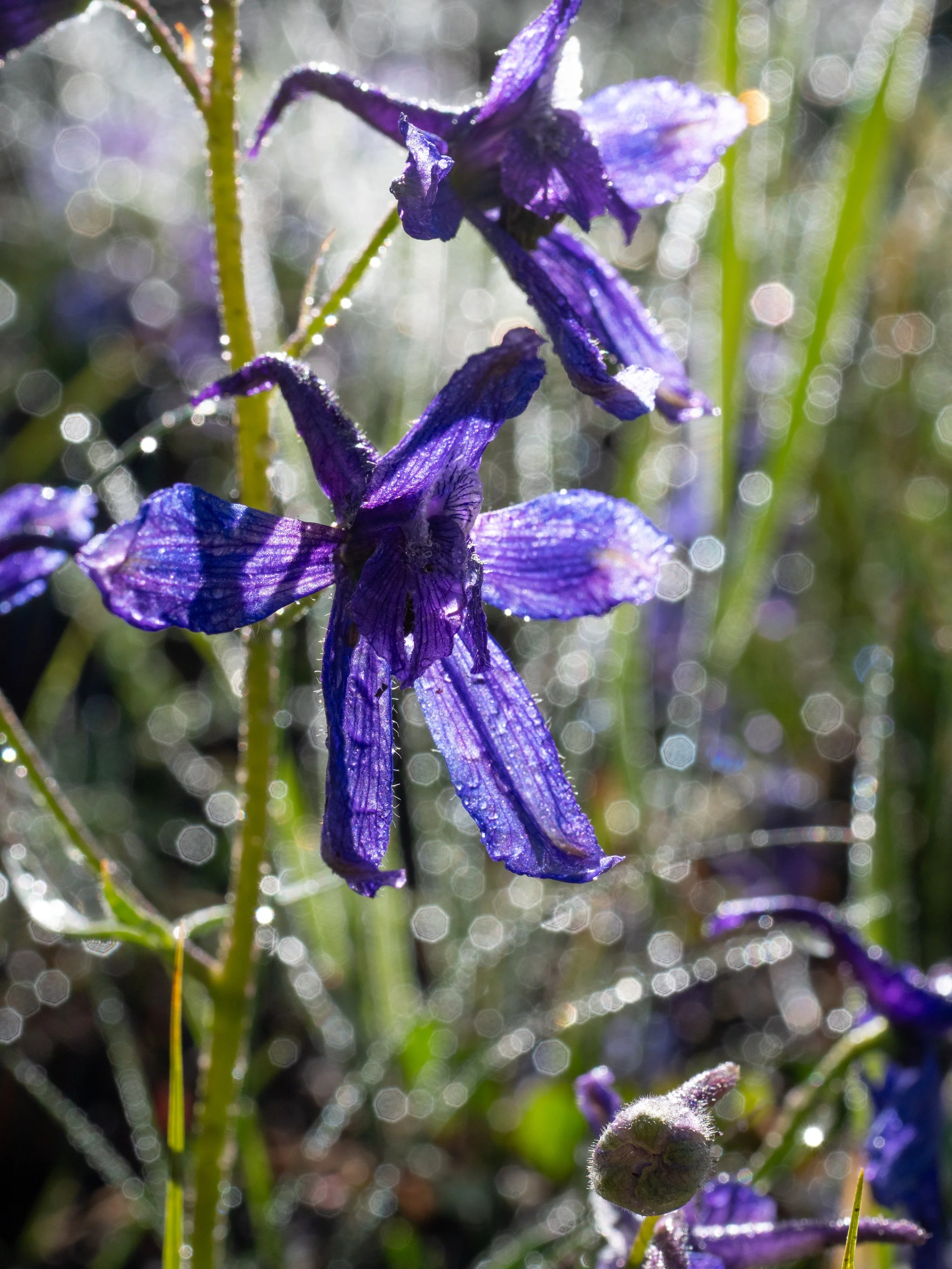 Delphinium nuttallianum