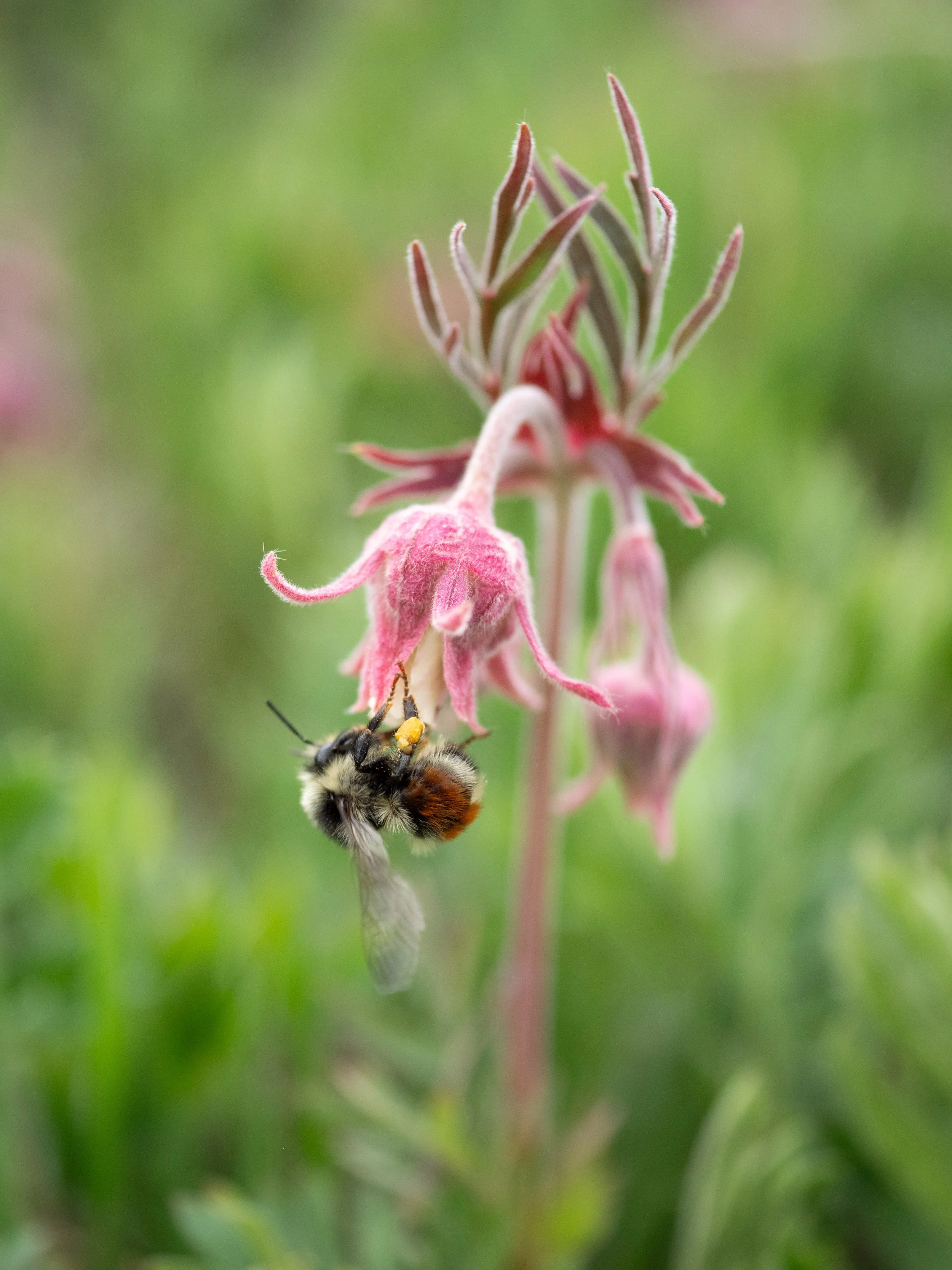 Geum triflorum (plant) and Bombus bifarius