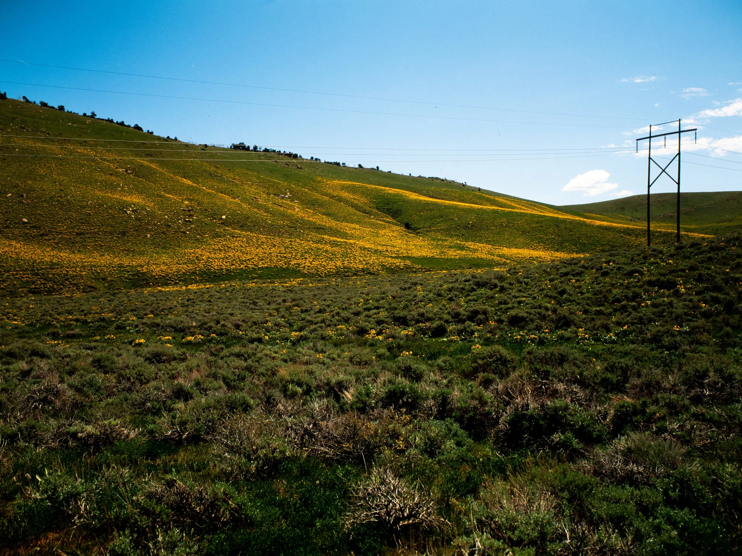 Balsamroot Summer