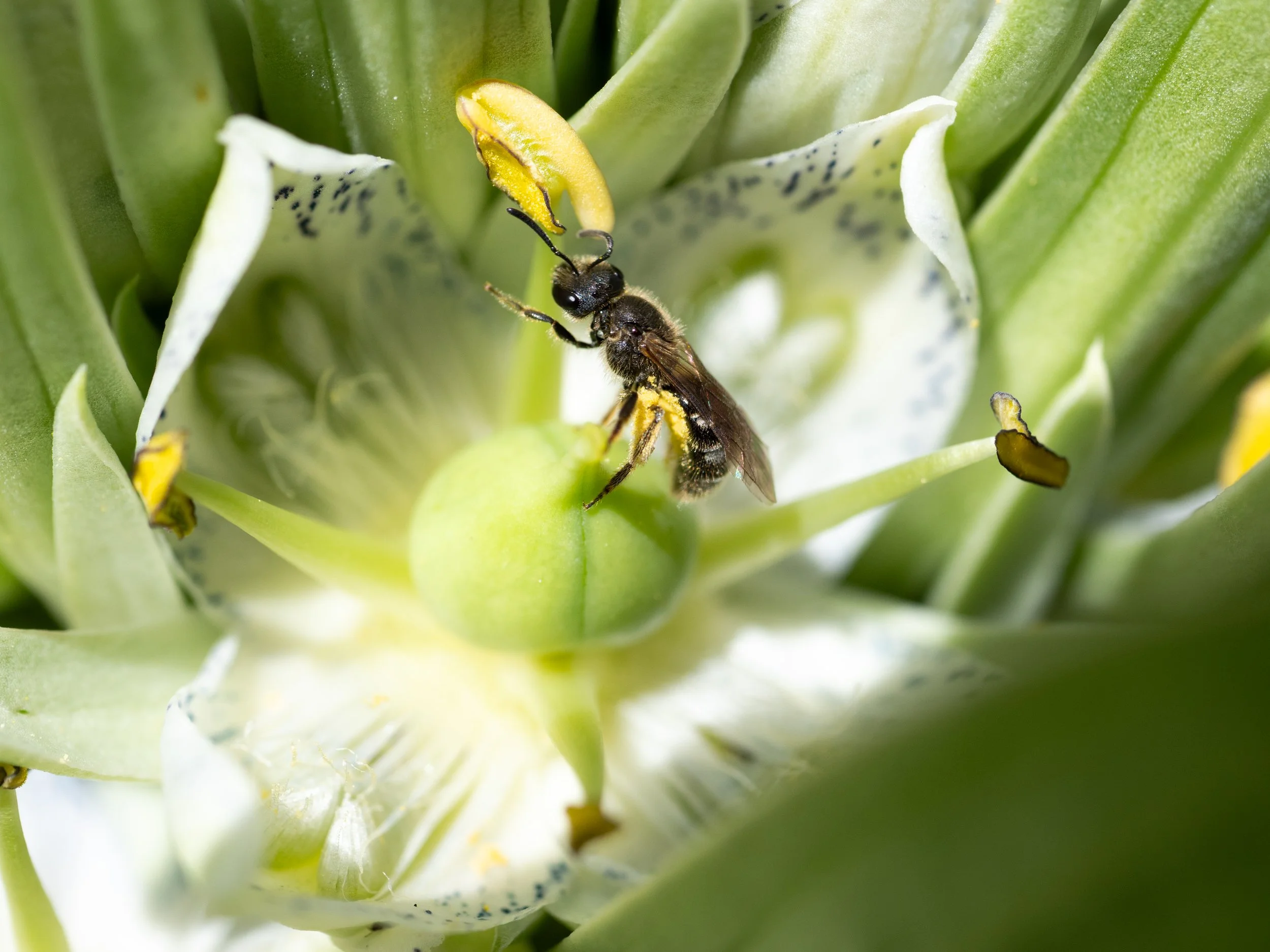 Frasera speciosa (plant) and an unidentified bee