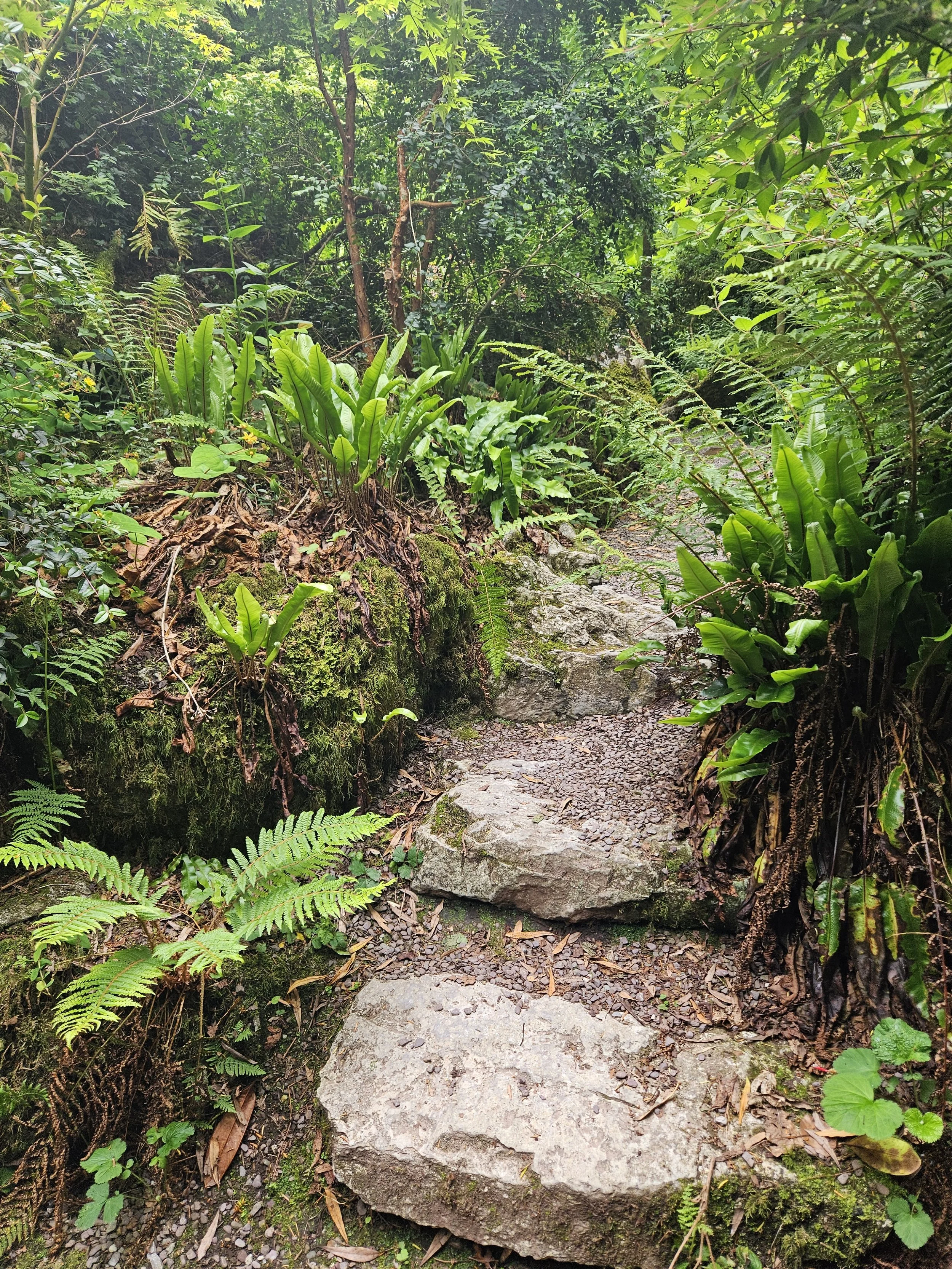 Path through the garden
