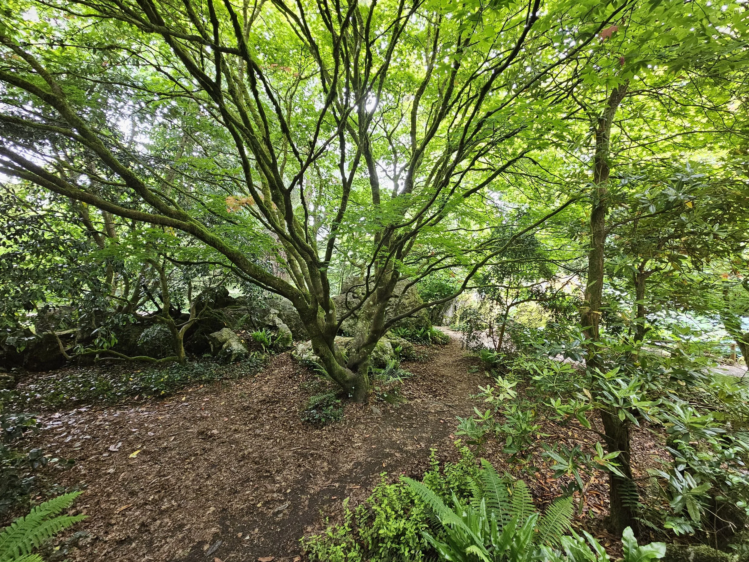 Tree in Rock Close