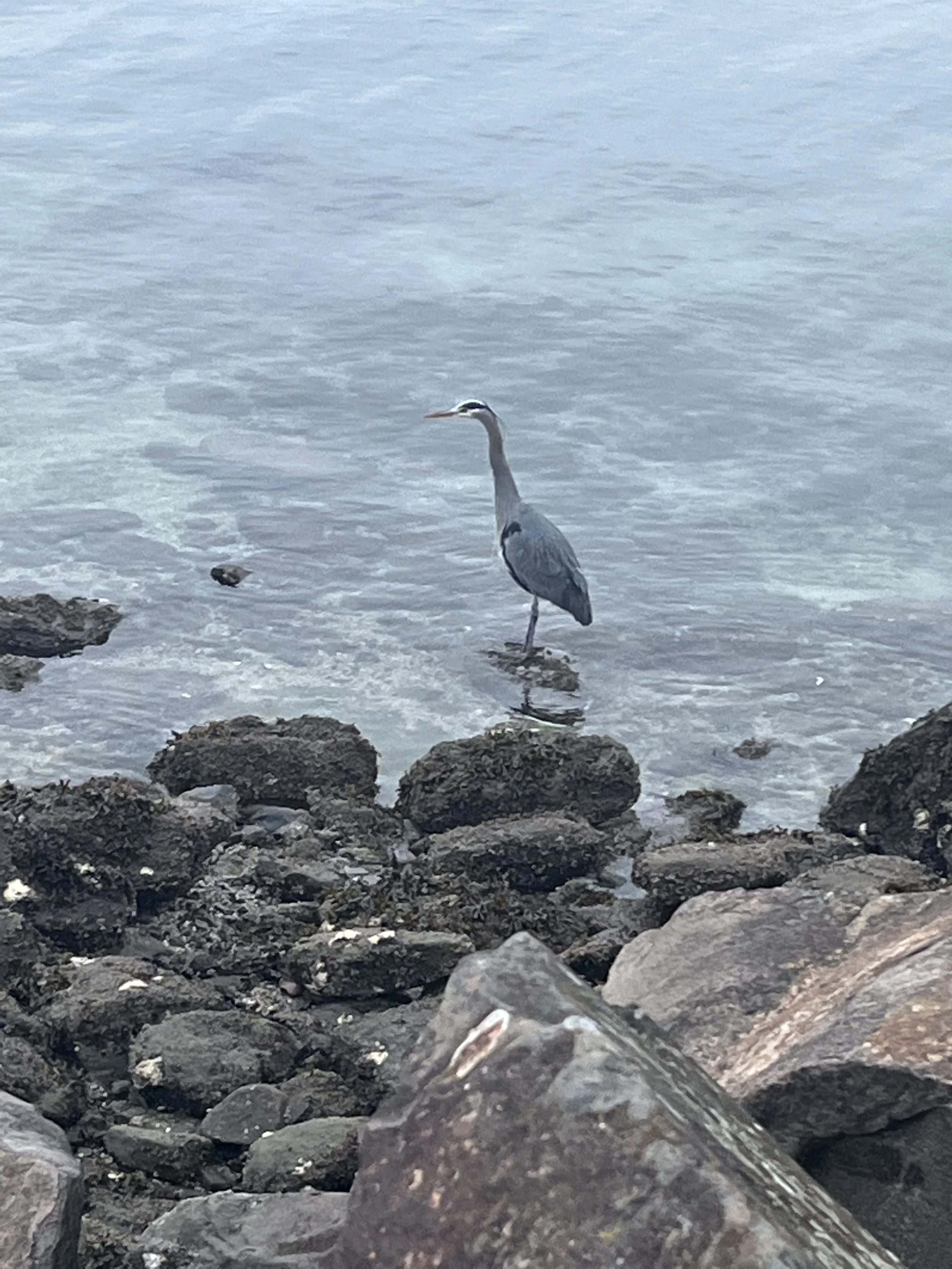 IMG_6399.jpeg