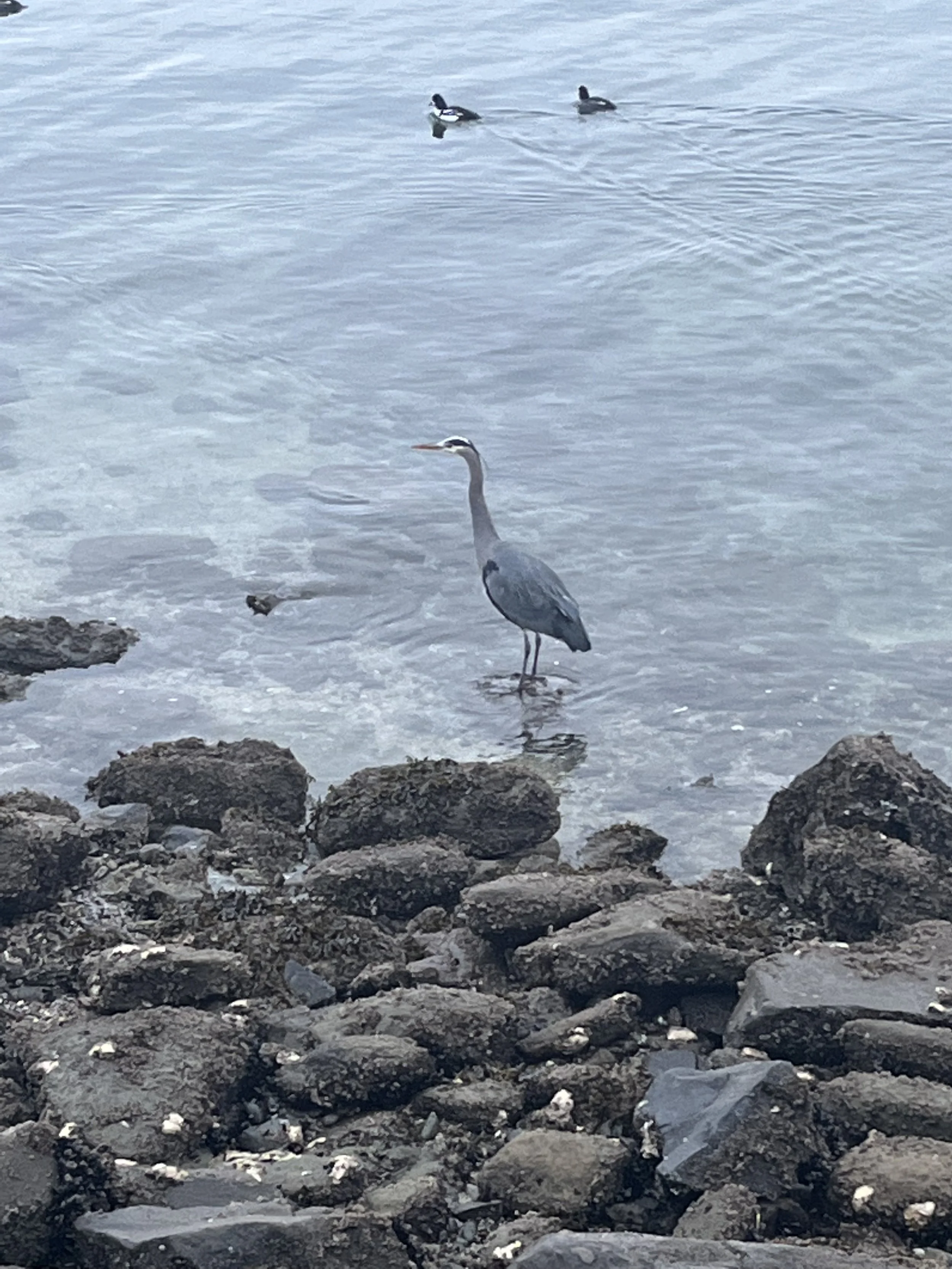 IMG_6398.jpeg