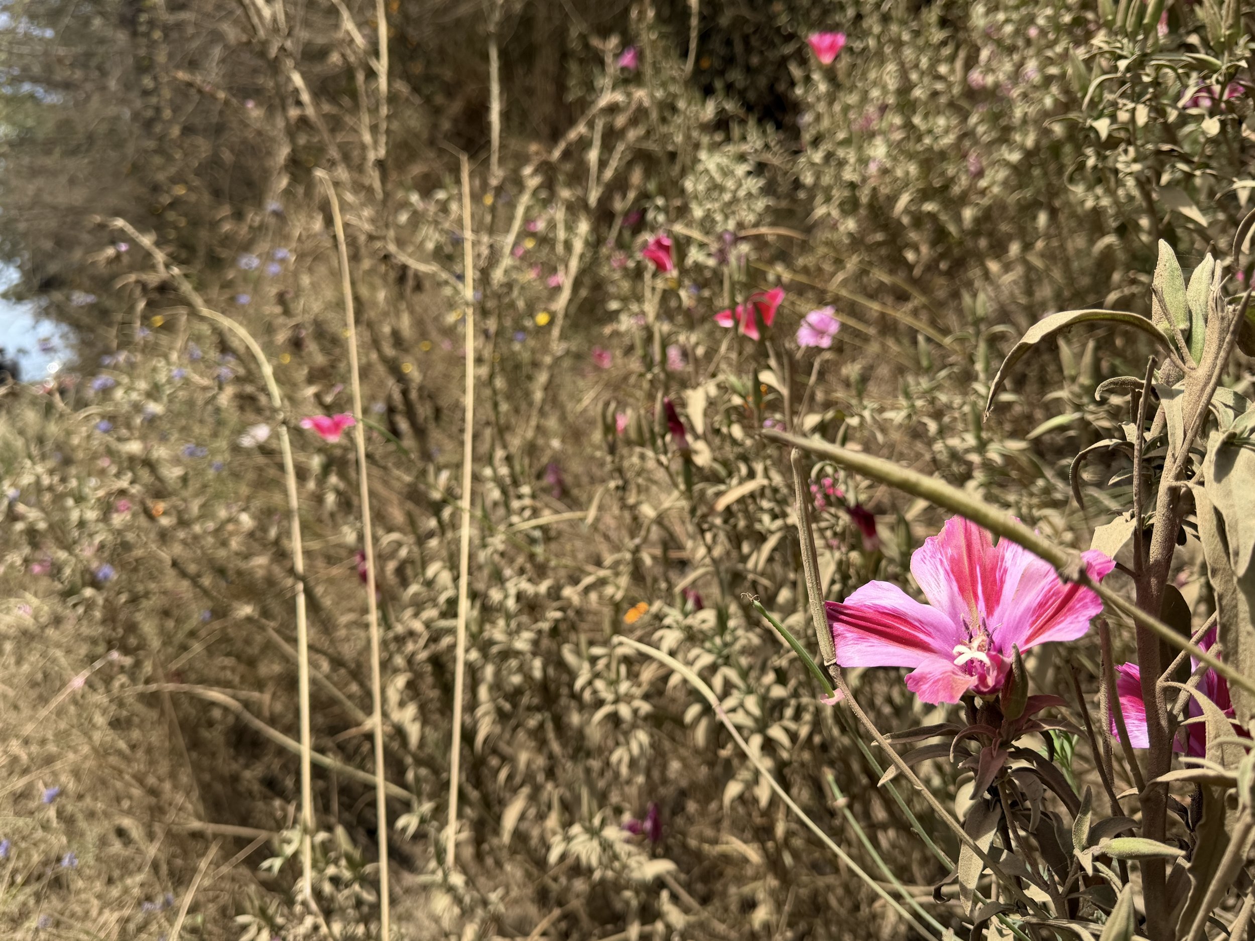 IMG_7887.JPG