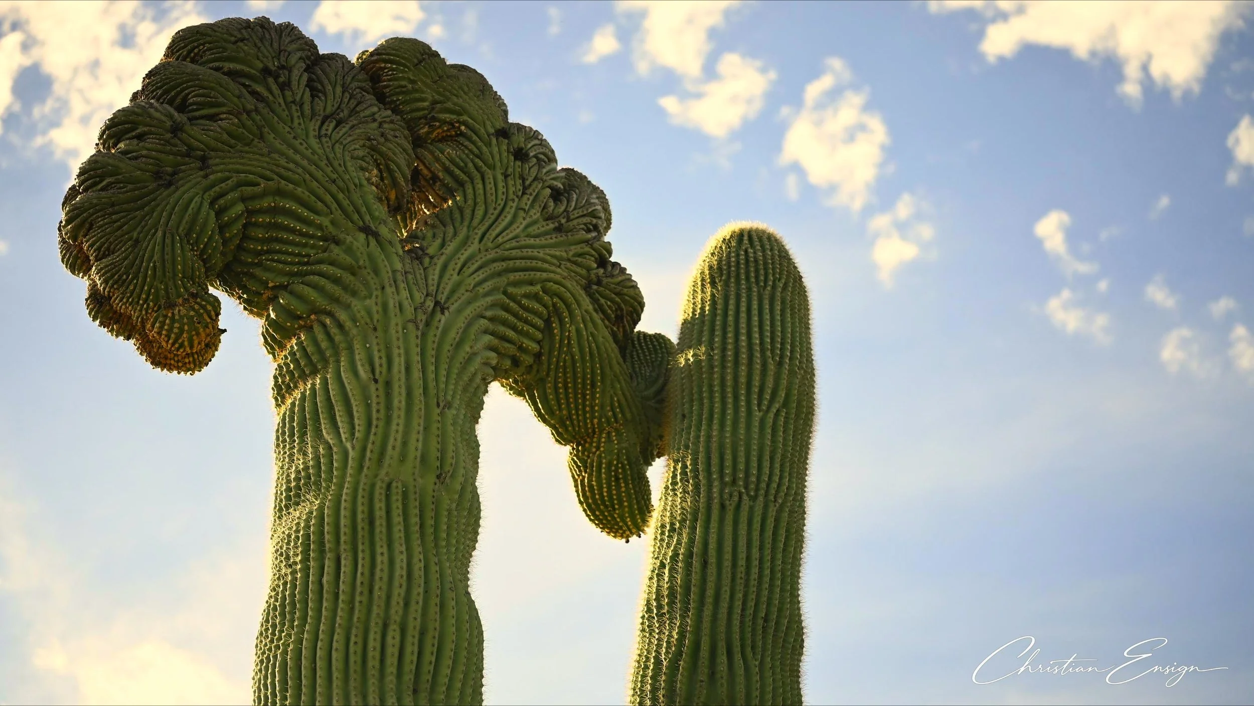 Cactus 1F - 00000001.jpg